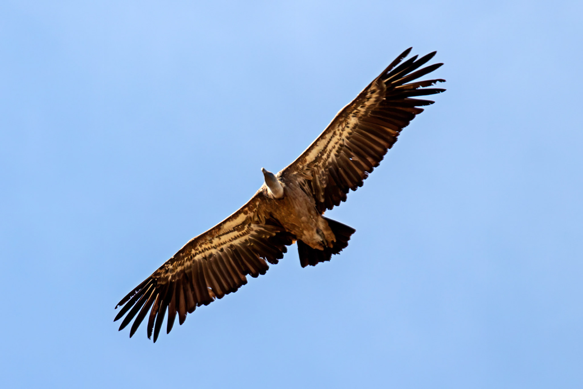 Griffon Vulture (Gyps fulvus) - Barca de Alva 23 August 2016