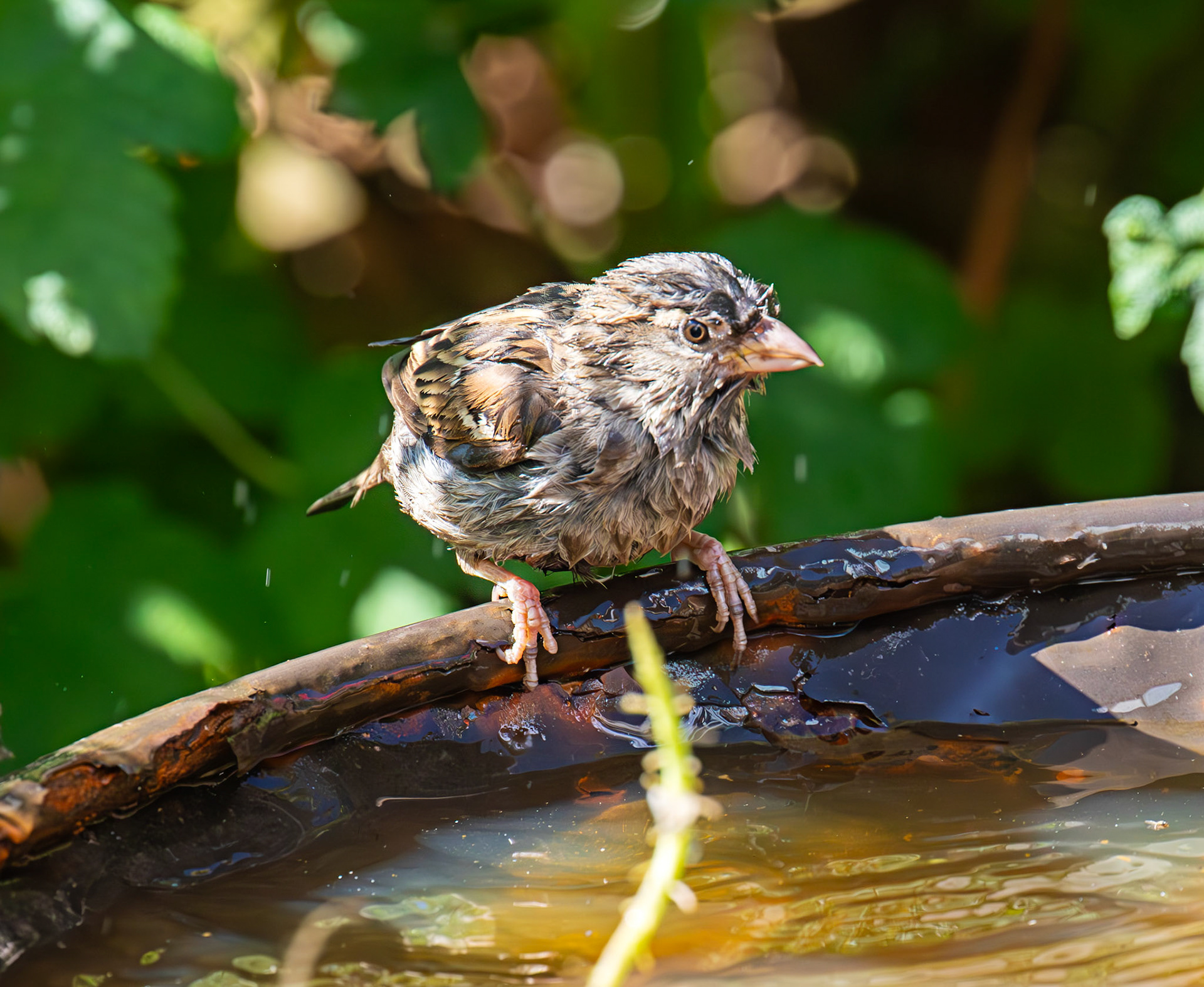 House Sparrows bathing in Livingston 12 July 2025