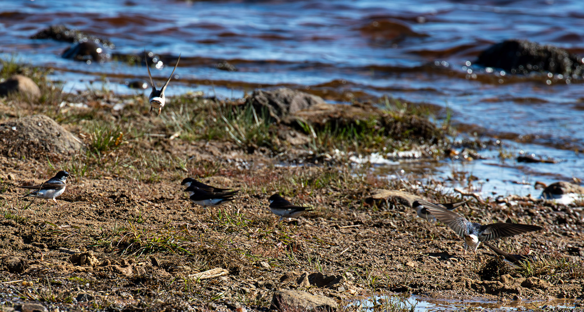 House Martins collecting mud - Harperrig 17 May 2025