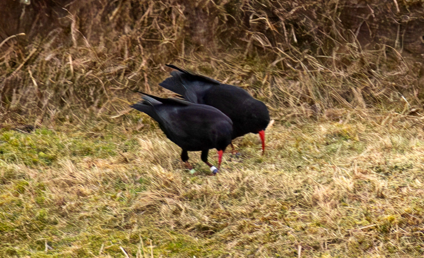 Chough: The Island of Islay 03 March 2025