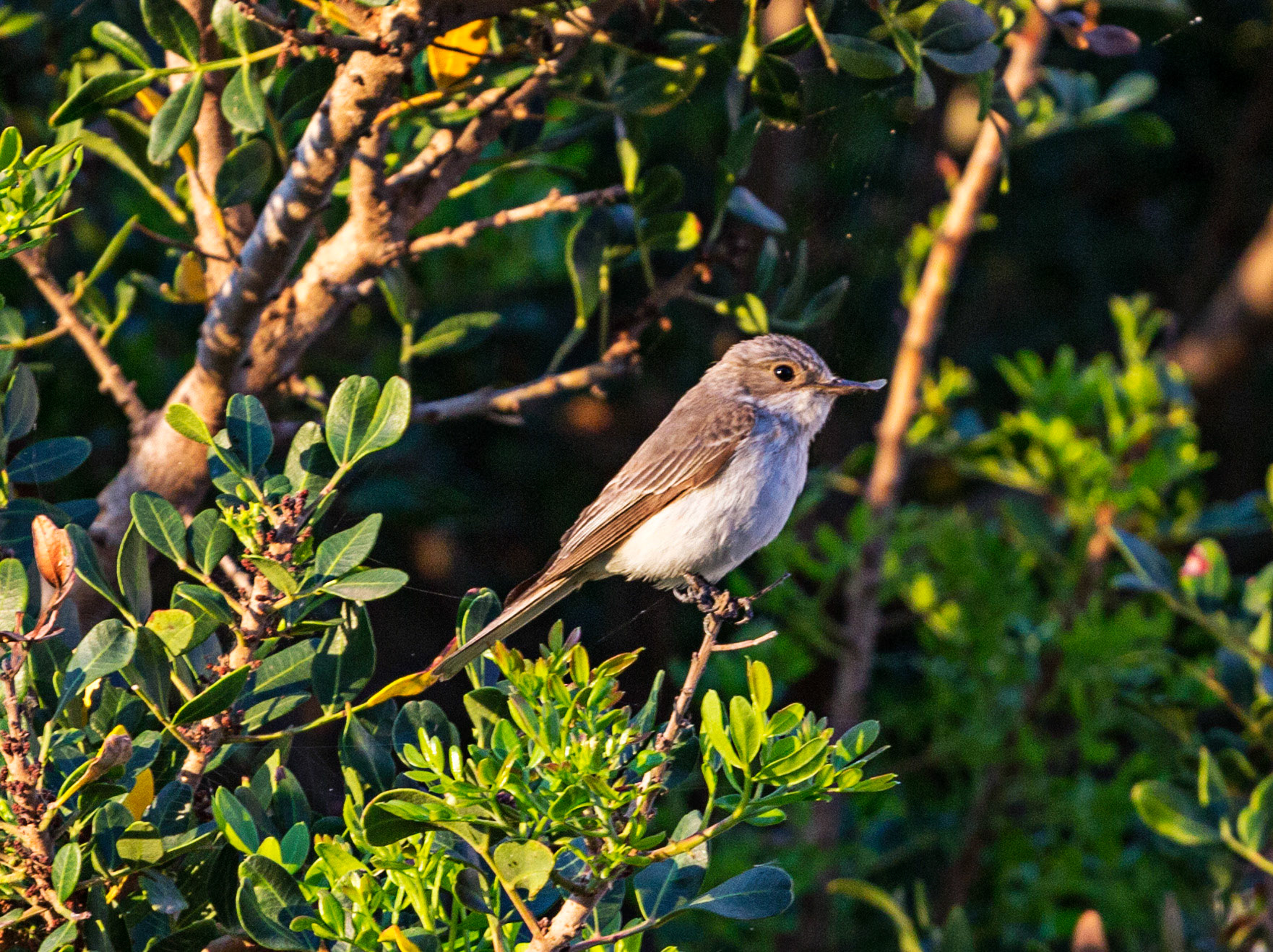 Colonia de Sant Jordi, Mallorca, SpainPlease see my other Photographs at: www.jamespdeans.co.uk