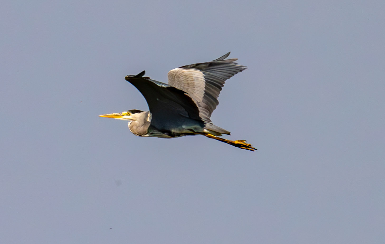 Grey Heron - RSPB Loch Leven 06 Sept 2024