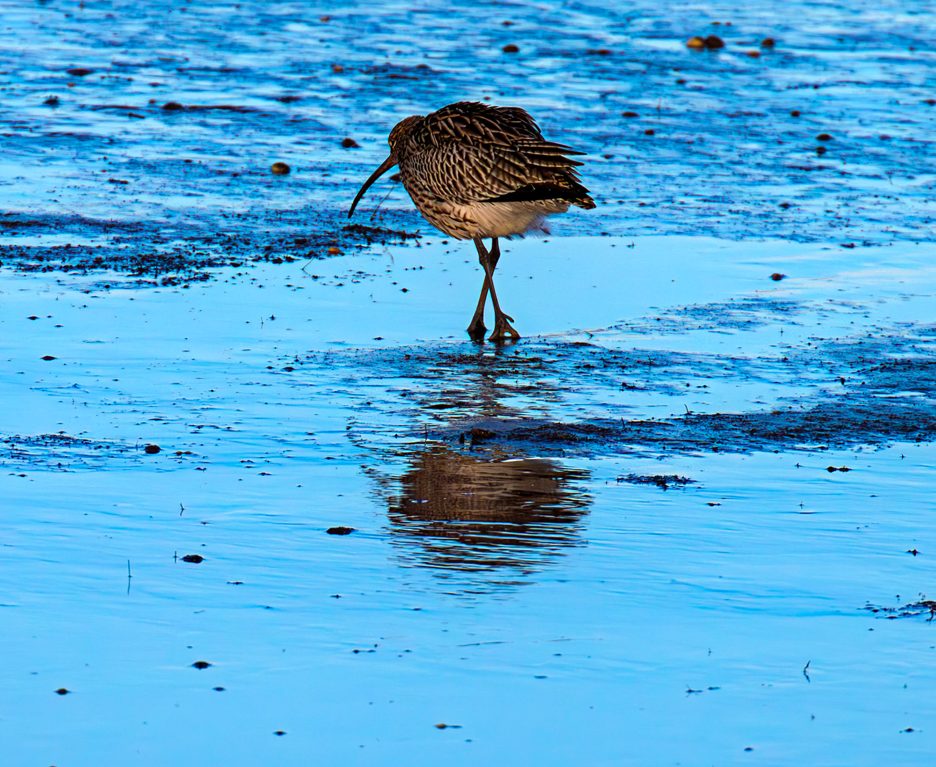 Curlew at Aberlady, East Lothian - 05 February 2025