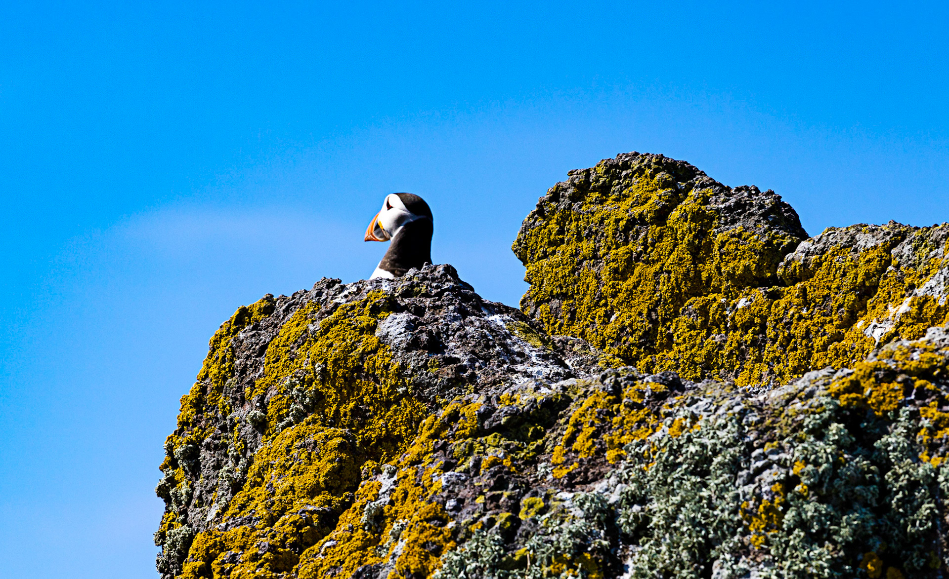 Puffin - Isle of May - 04 June 2022