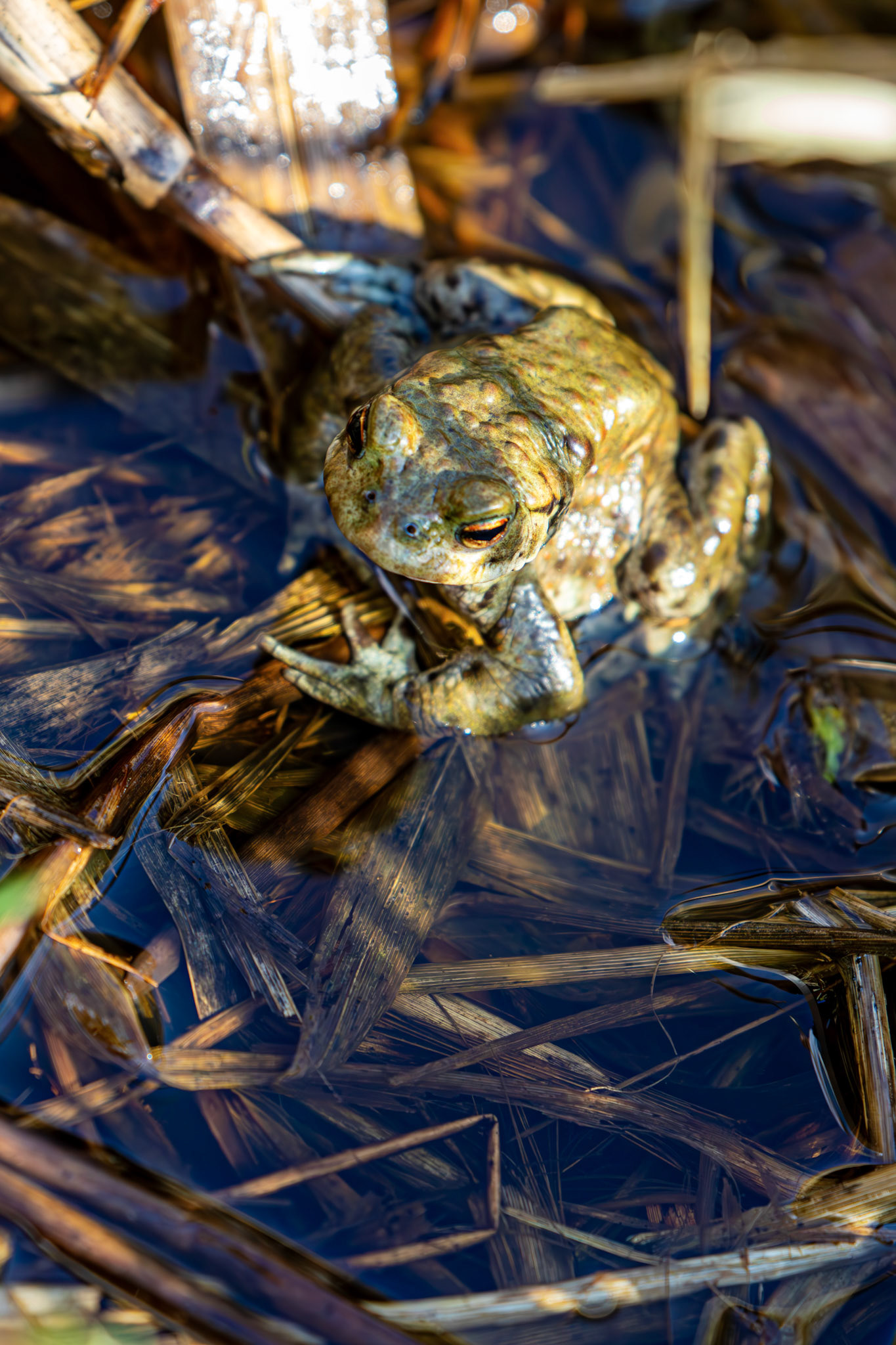 Common Toads mating at Black Devon Wetlands 20 March 2026