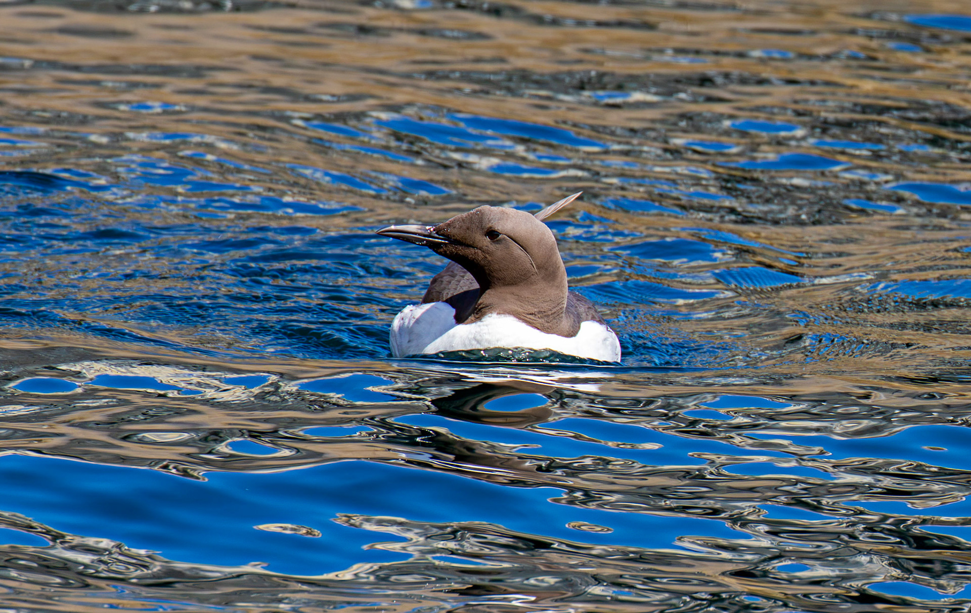 Guillemots - Farne Islands 03 July 2026