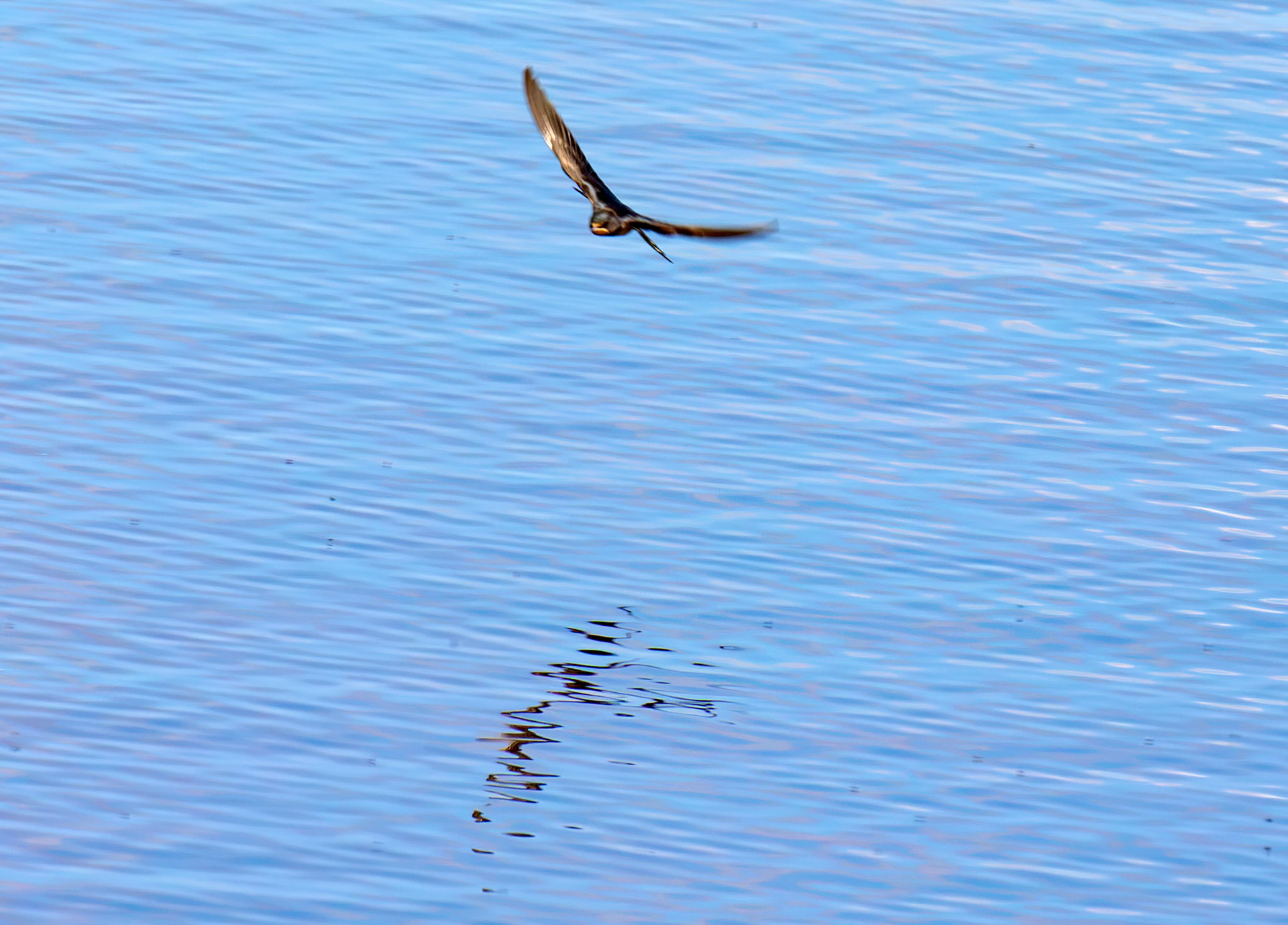 Barn Swallow - Harperrig Reservoir 20 July 2026