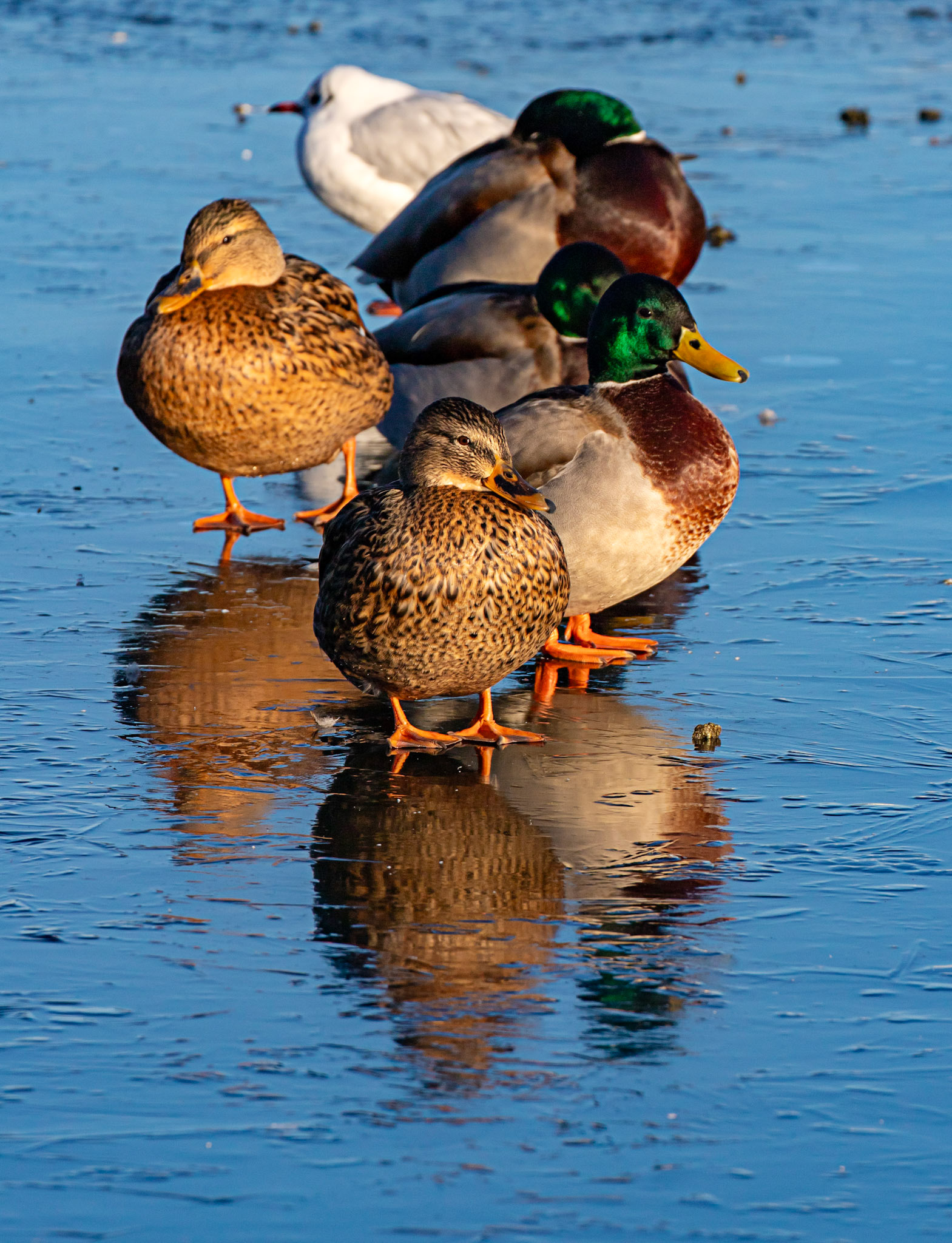 Mallard at Hogganfield Loch 10 January 2025