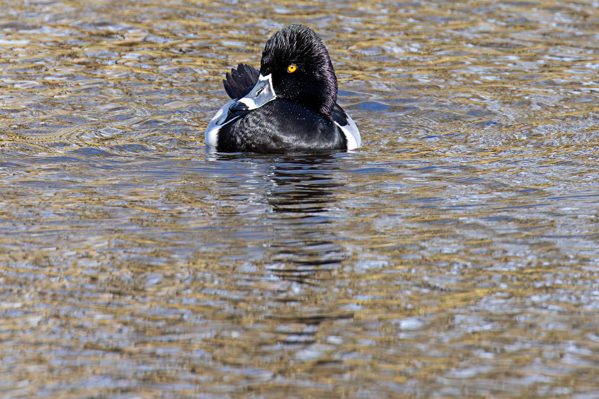 Ring-Necked Duck - Maxwell Park, Glasgow - 24 Feb 2025