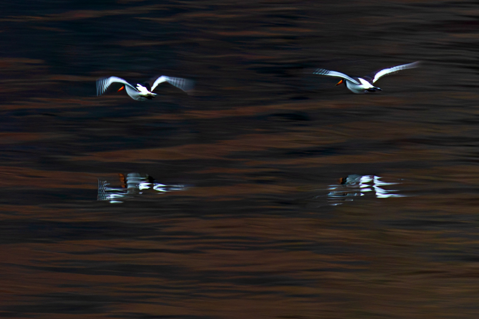 Oystercatcher: Loch Fyne 03 March 2025