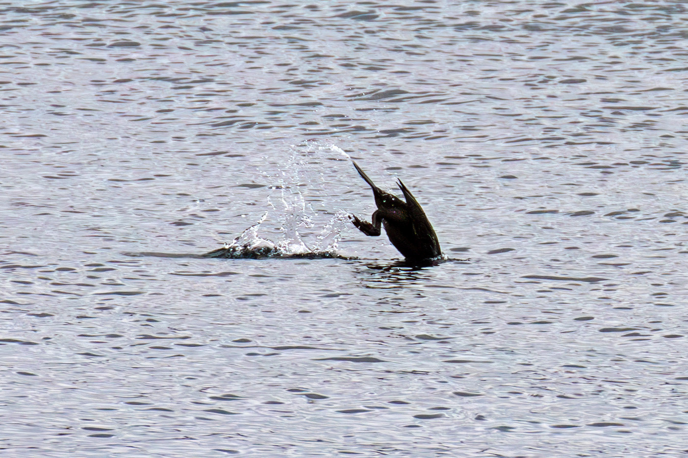 Atlantic Great Cormorant - they leap right out of the water when diving: Loch Fyne 03 March 2025