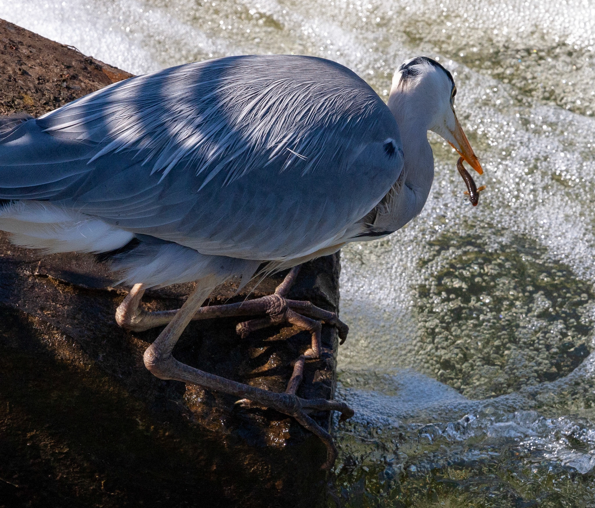Grey Heron having breakfest on the River Wear in Durham 05 May 2018Please see my other Photographs at: www.jamespdeans.co.uk