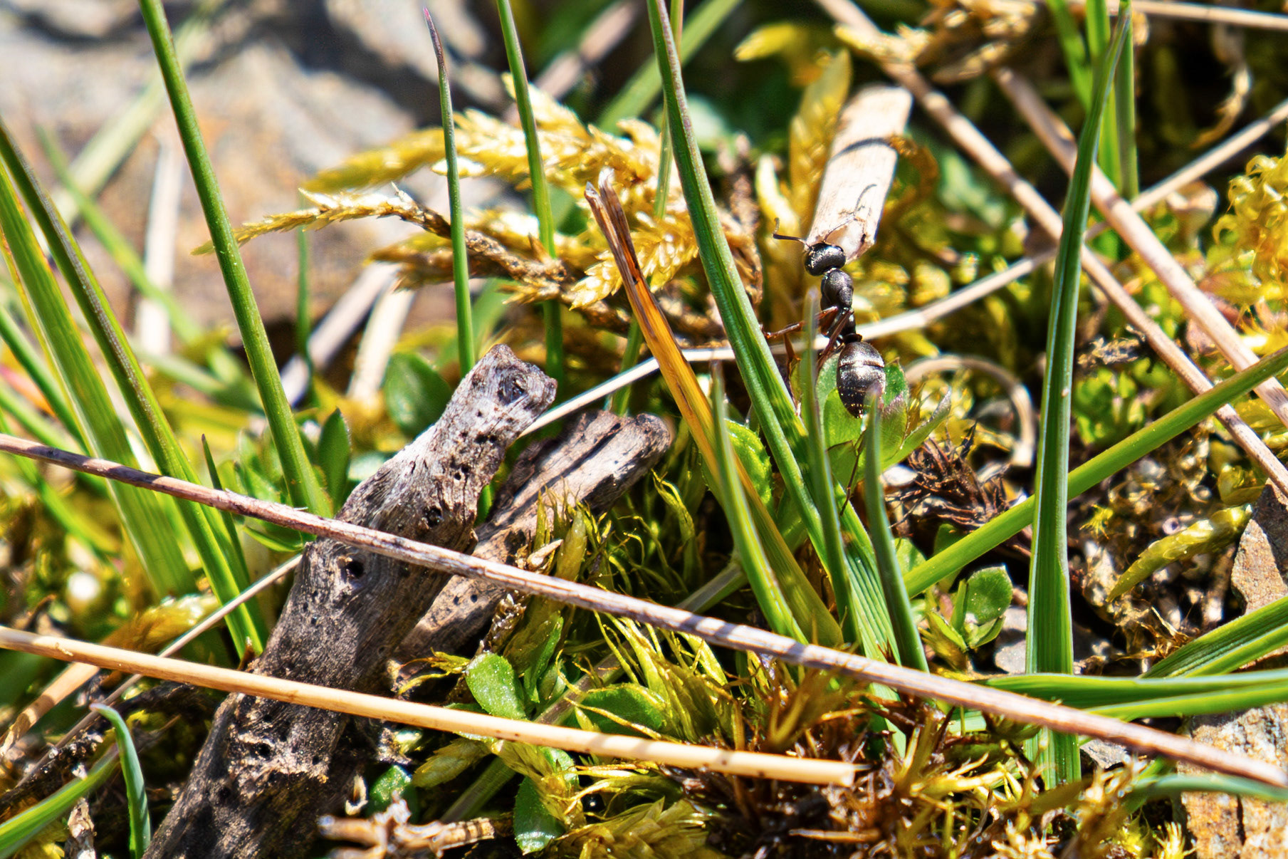 Ant carrying something bigger than itself. Lammermuir Hills at Faseny Bridge.