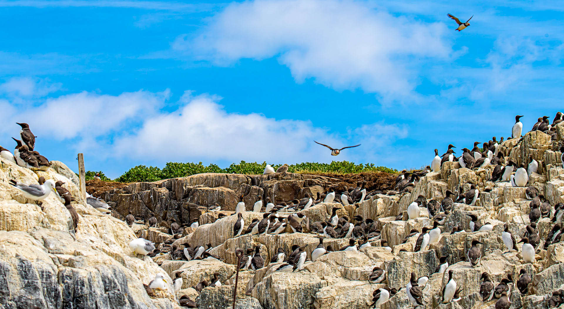 Guillemots, Puffin &amp; Kittiwakes - Farne Islands 03 July 2026