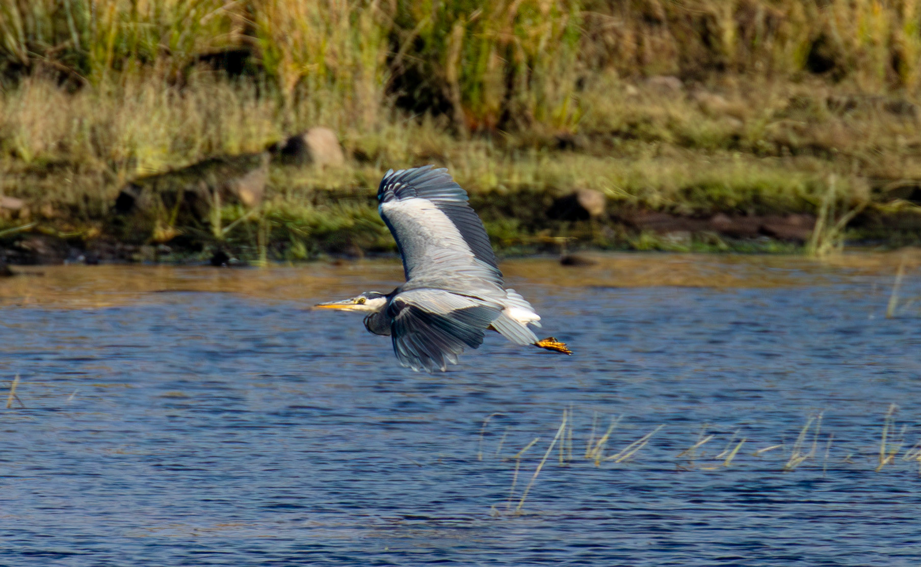 Grey Heron - Harperrig Reservoir 17 September 2024
