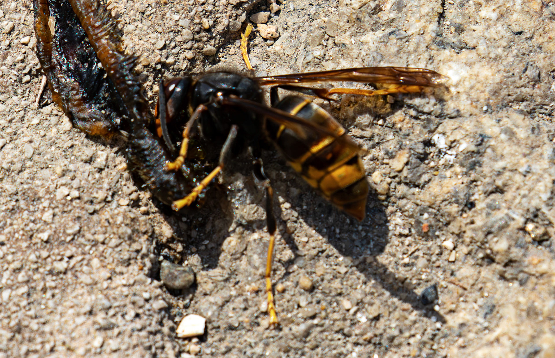Asian hornet (Vespa velutina) - Porto 18 August 2026
