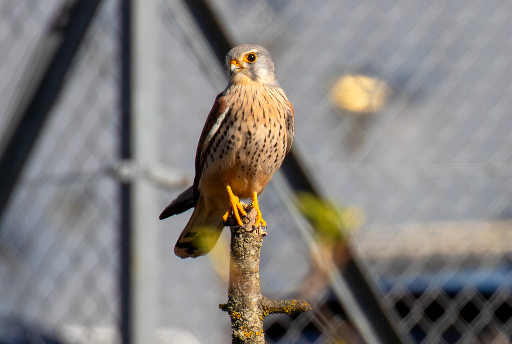 Kestrel Drumcross 10 April 2025