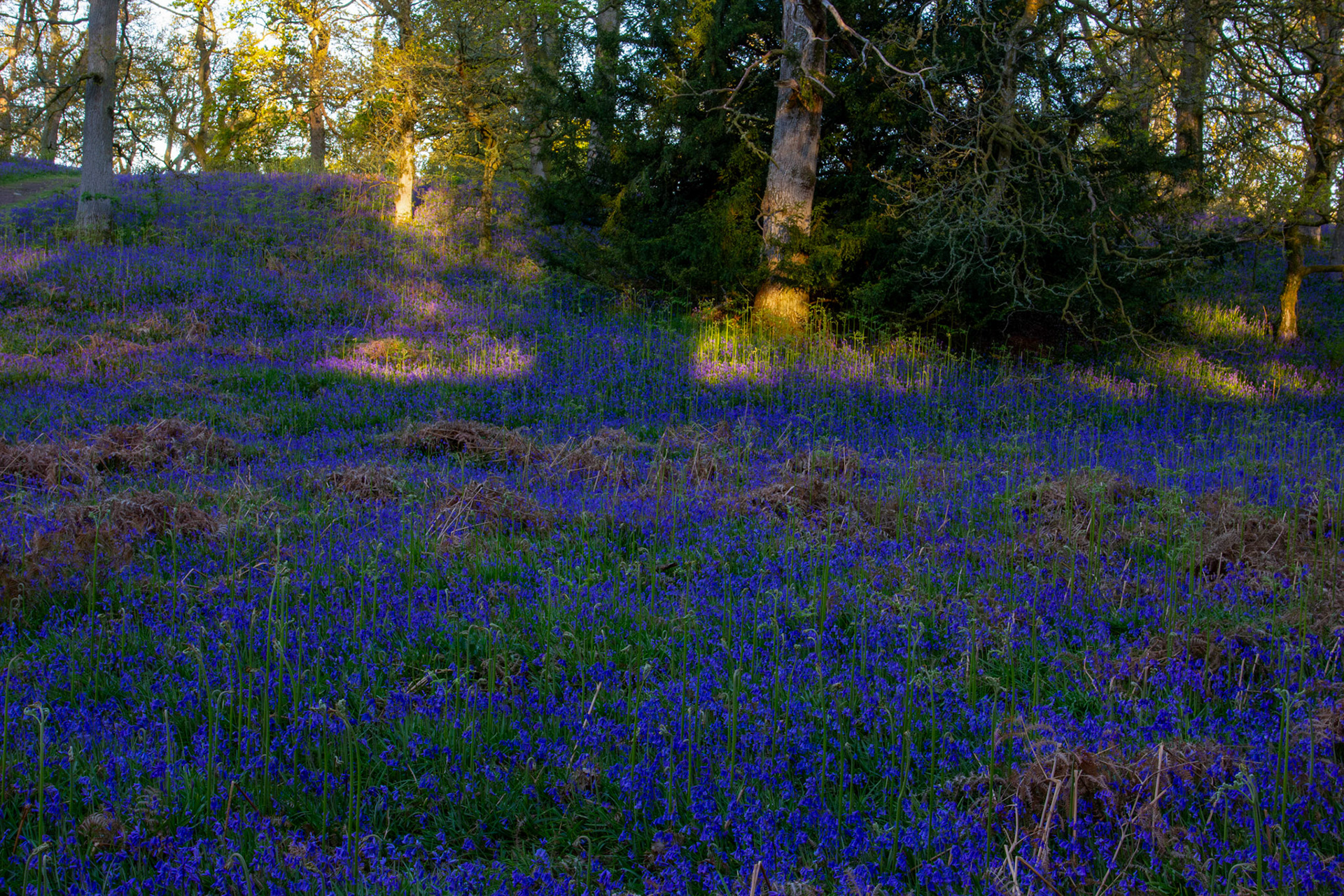 Kinclaven Bluebell Woods 16 May 2026