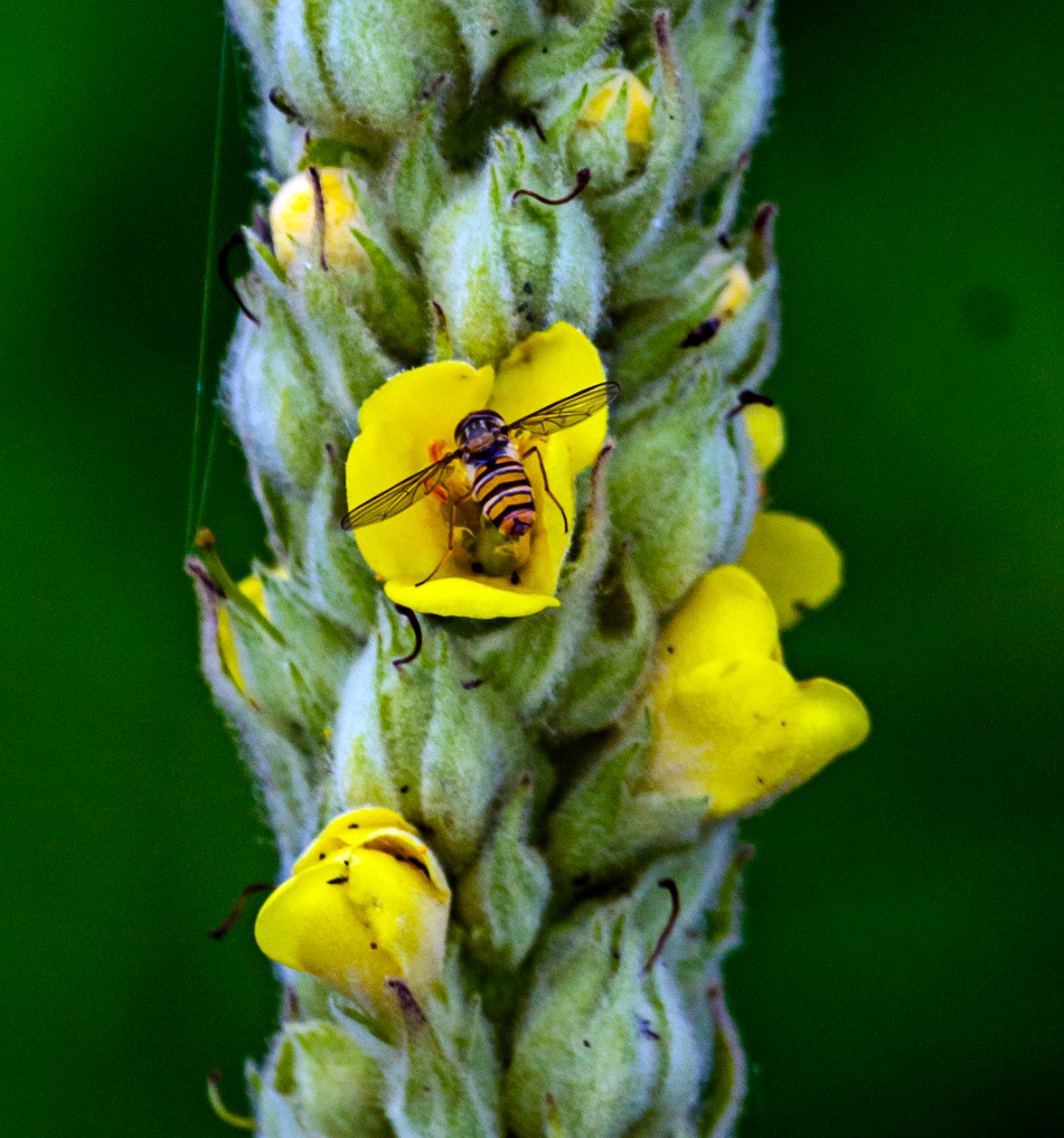 Insects in Kelso 18 July 2023