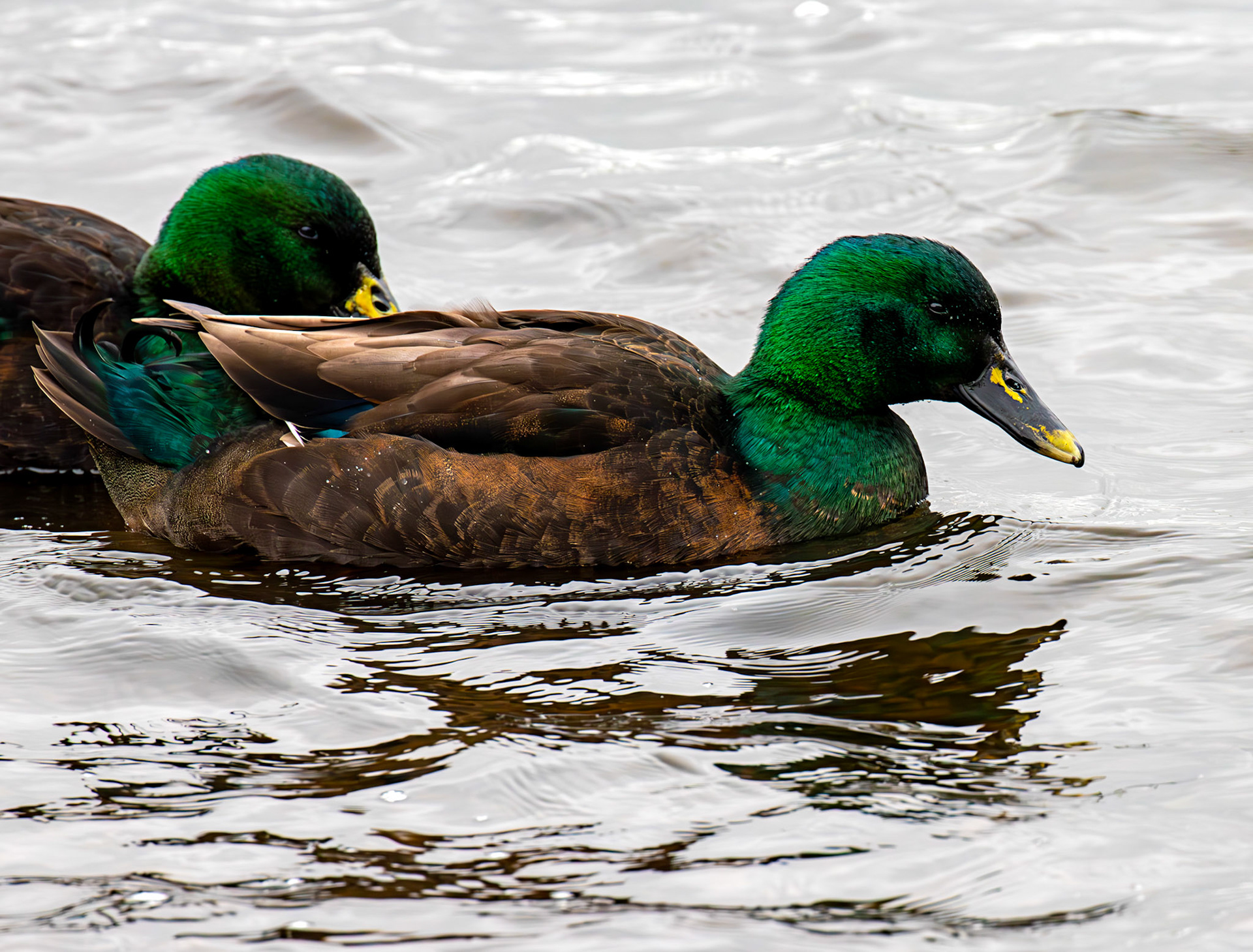 Cayuga ducks at Lochore 01 March 2025