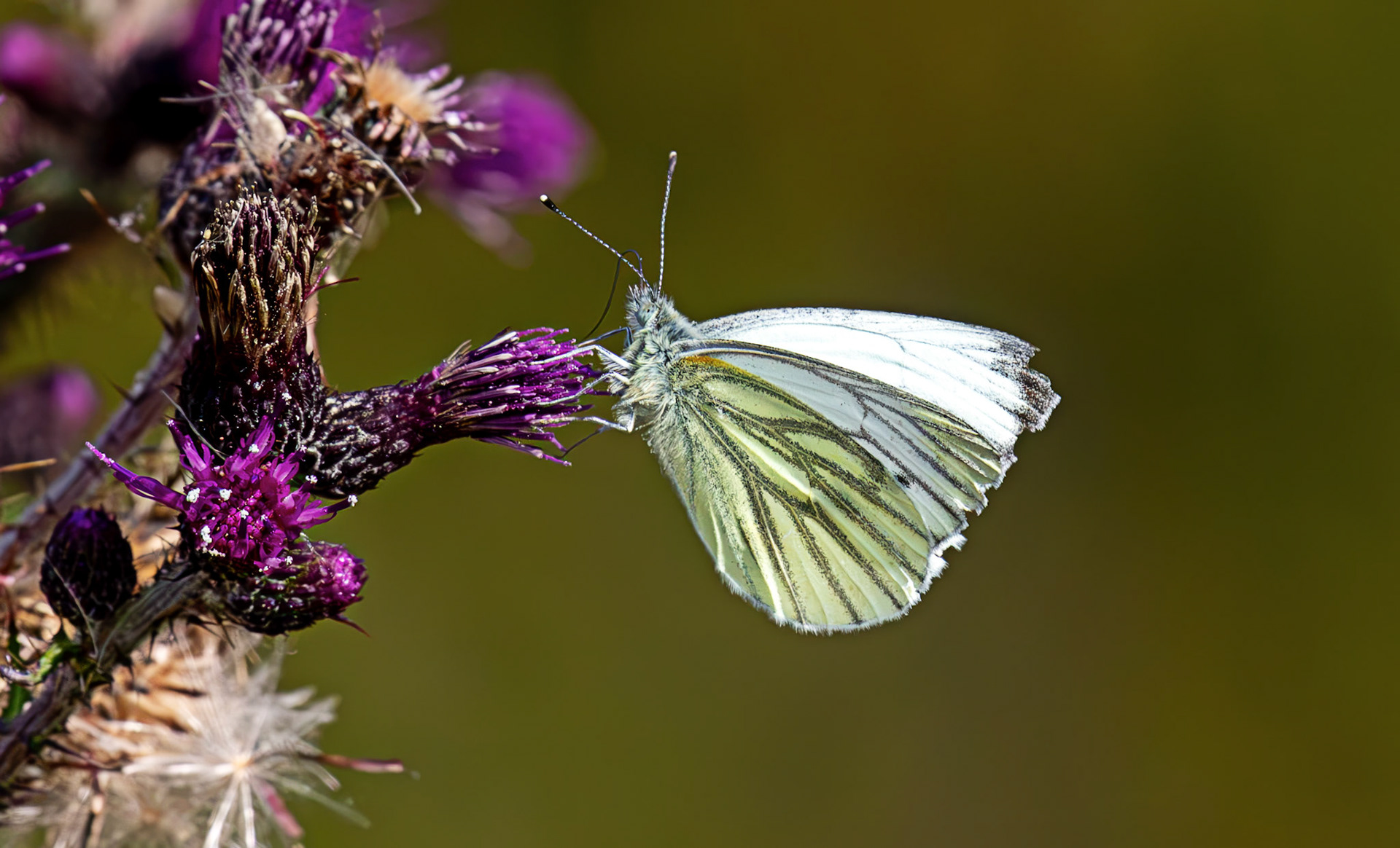 Green Veined White - Harperrig Reservoir 20 July 2026