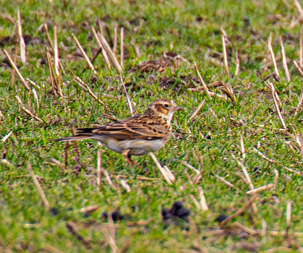 Skylark: The Island of Islay 04 March 2025