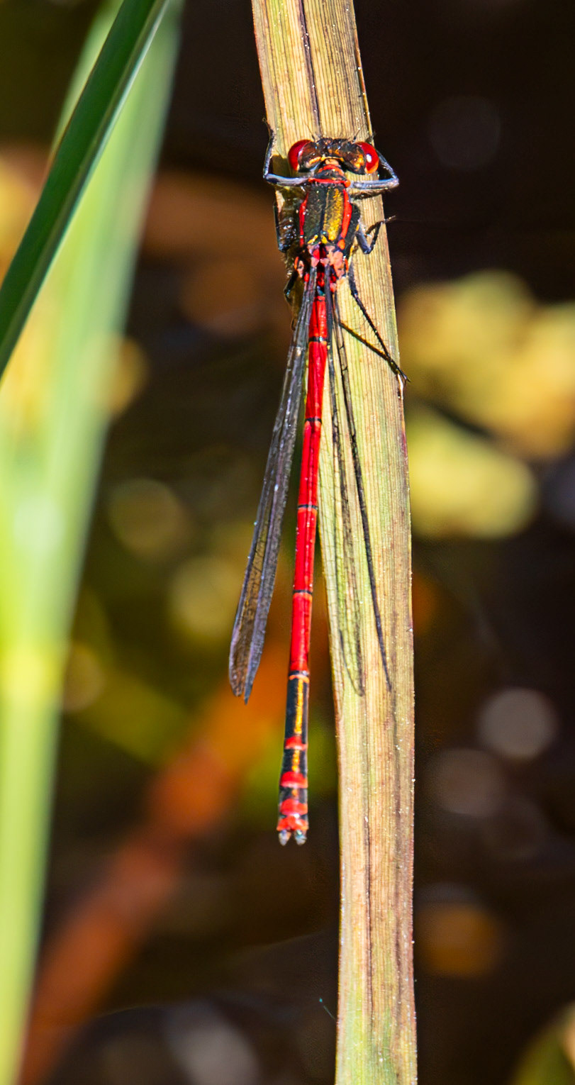 Large Red Damselfly (Pyrrhosoma nymphula) Red Moss, Bavelaw 21 May 2025