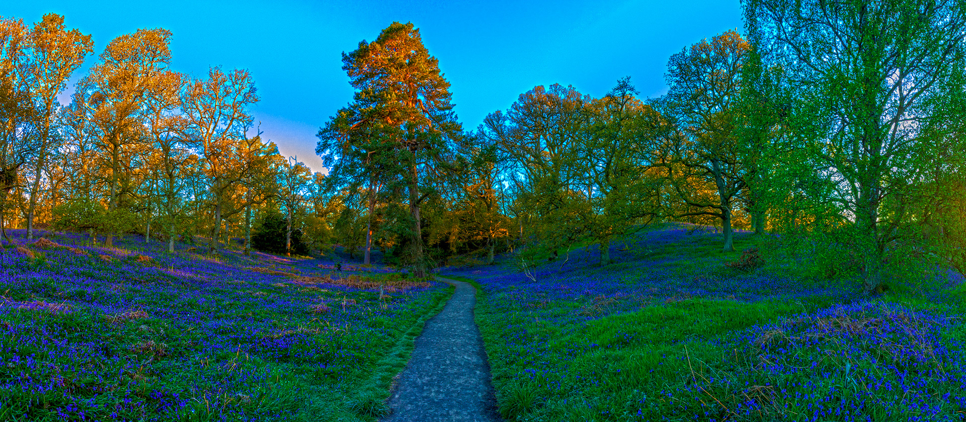 Kinclaven Bluebell Woods 16 May 2026