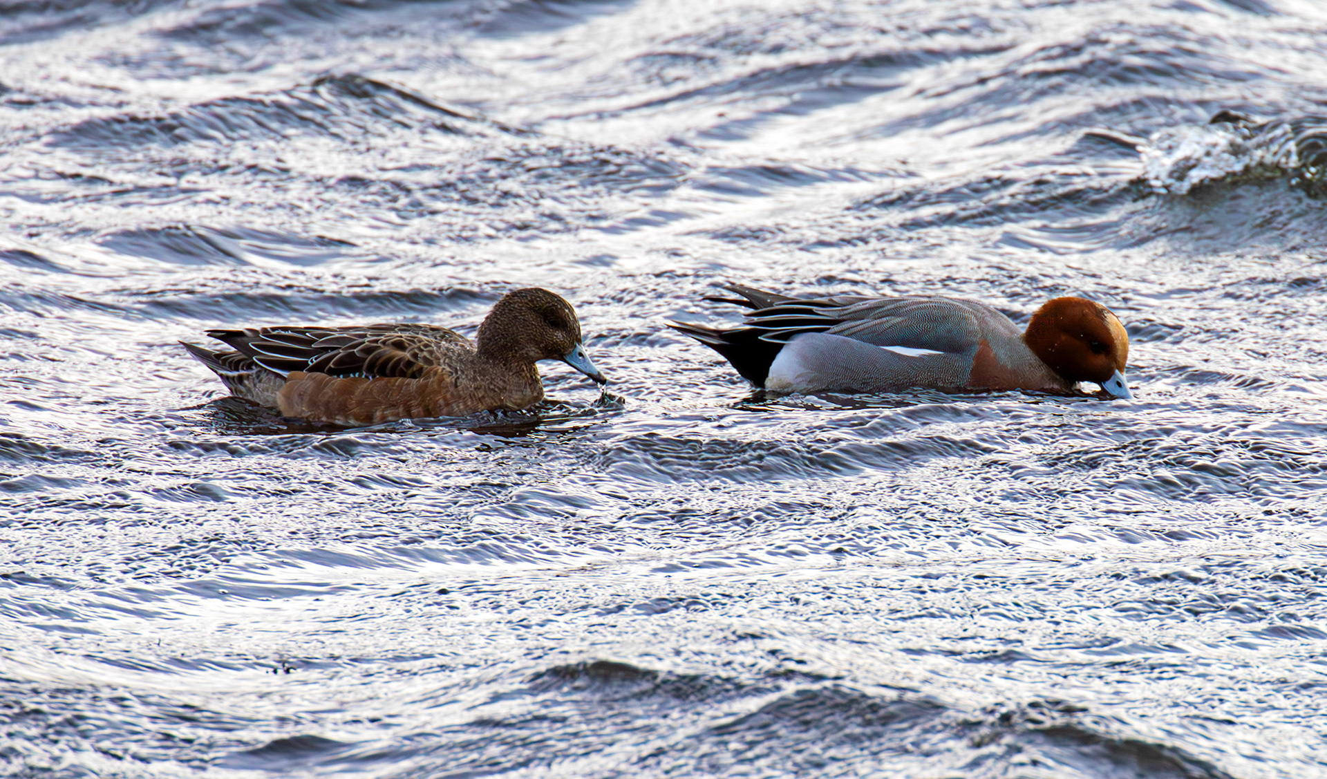 Wigeon at Broadwood Loch 03 February 2025