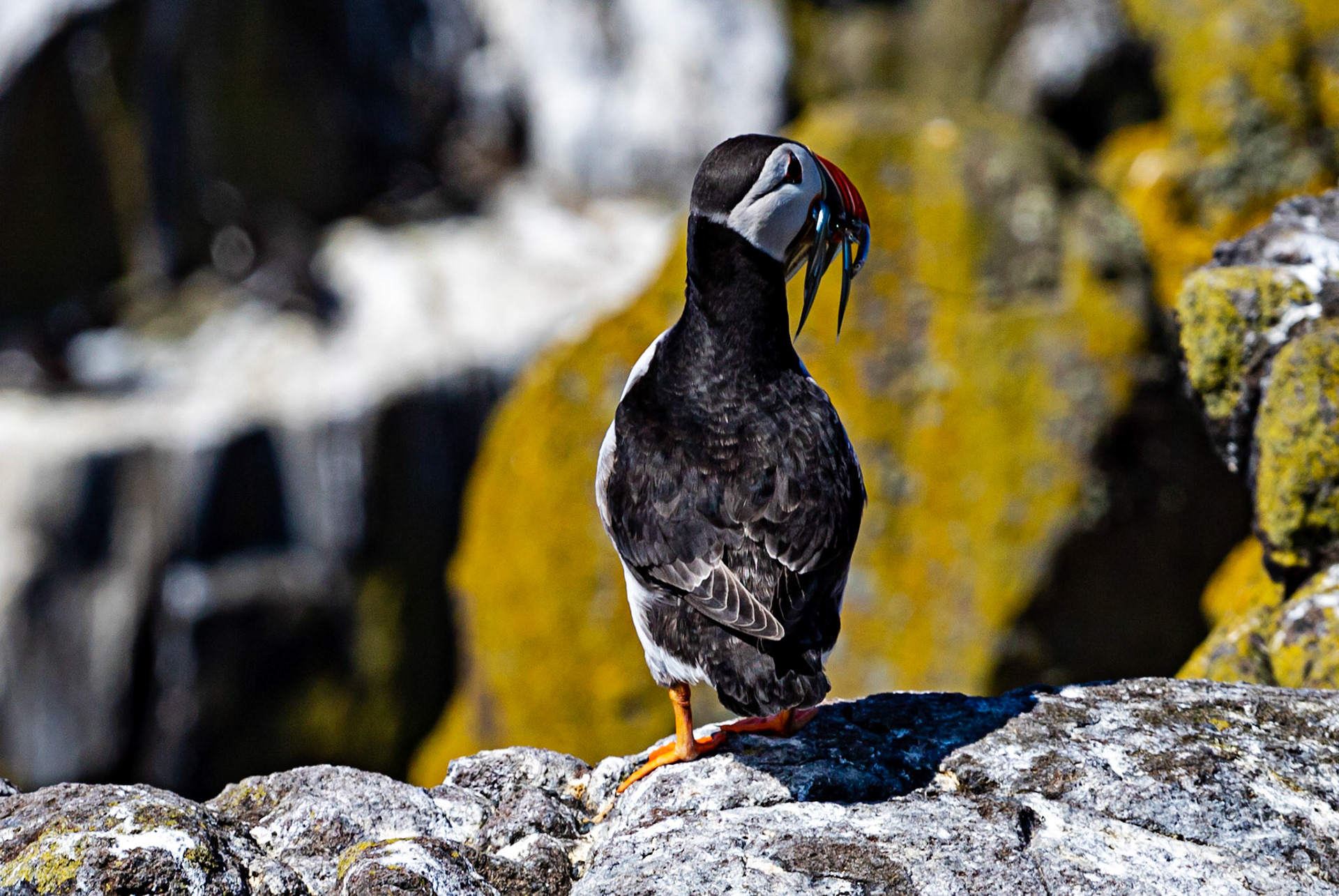 Puffin - Isle of May - 04 June 2022