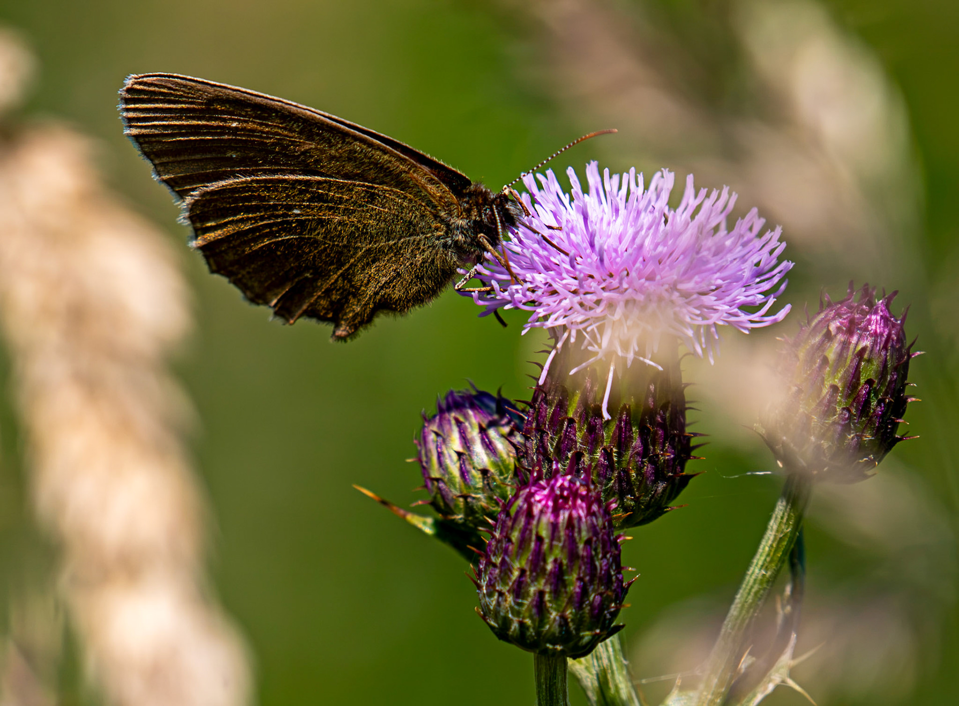 Ringlet butterfly (Aphantopus hyperantus) Blawhorn Moss 16 July 2026