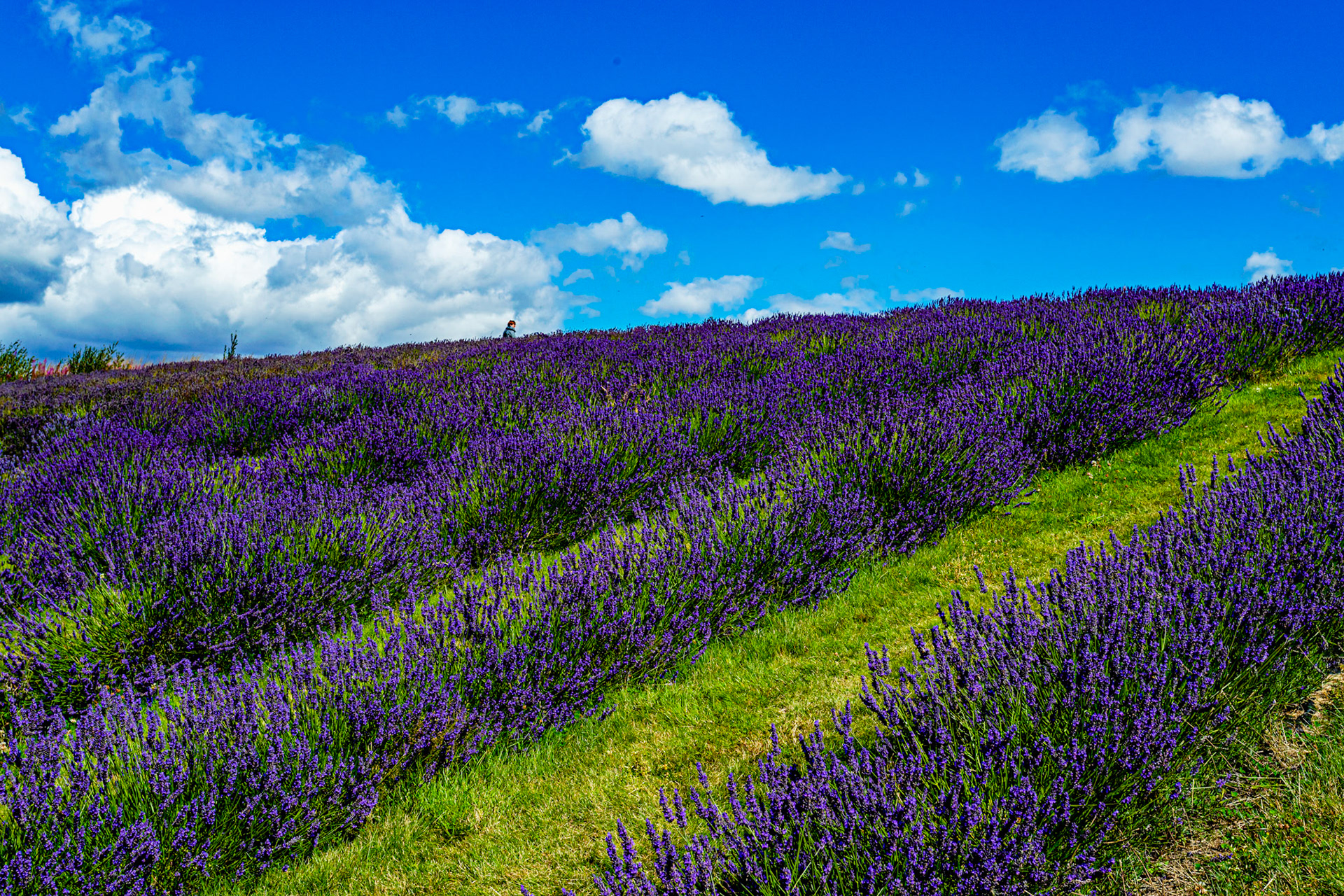 I spent an amazing few hours at Scottish Lavender Oils. They are so dedicated to nature and not to profit!