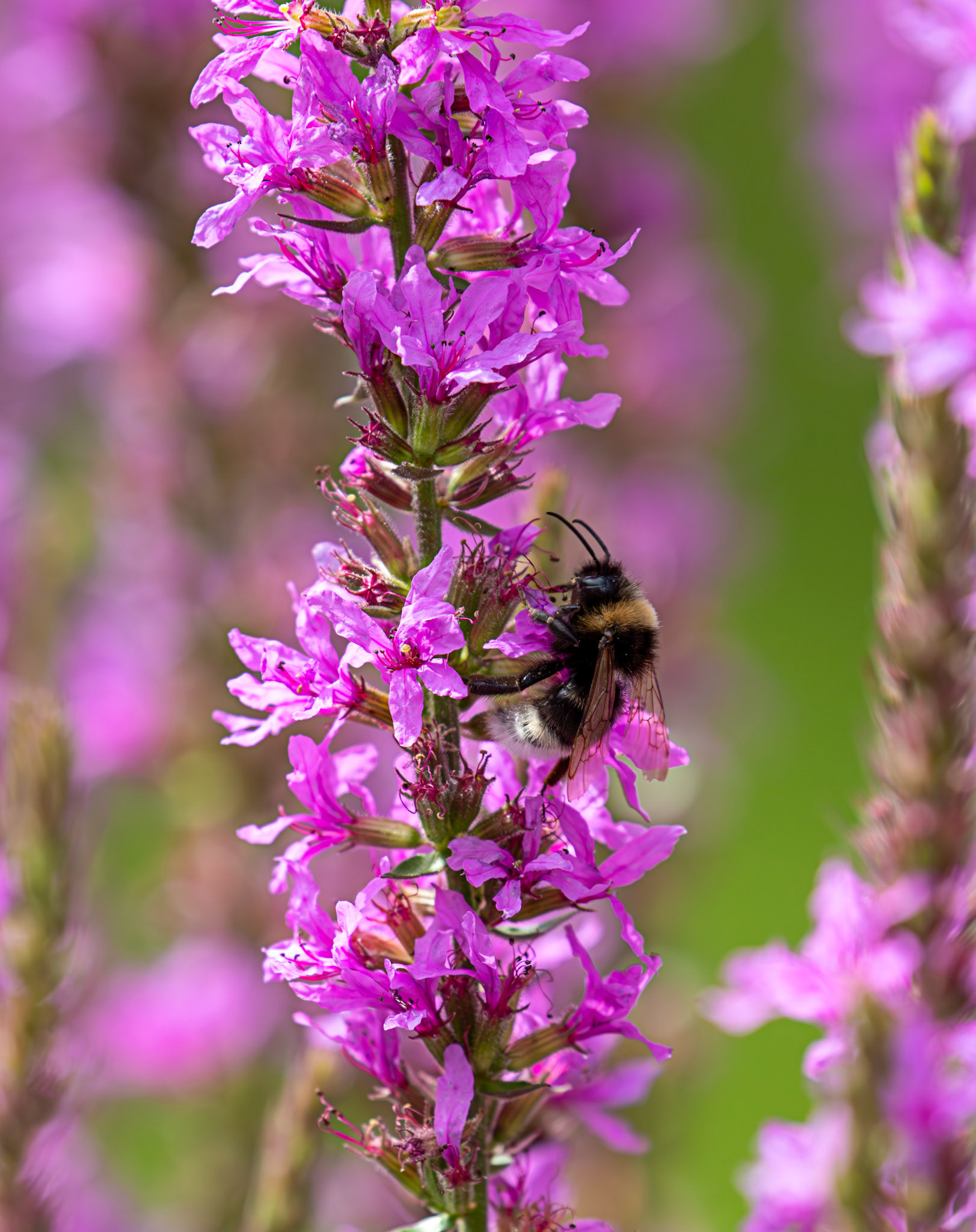 Bombus barbutellus (Barbut's Cuckoo Bee) Banbridge 25 July 2025