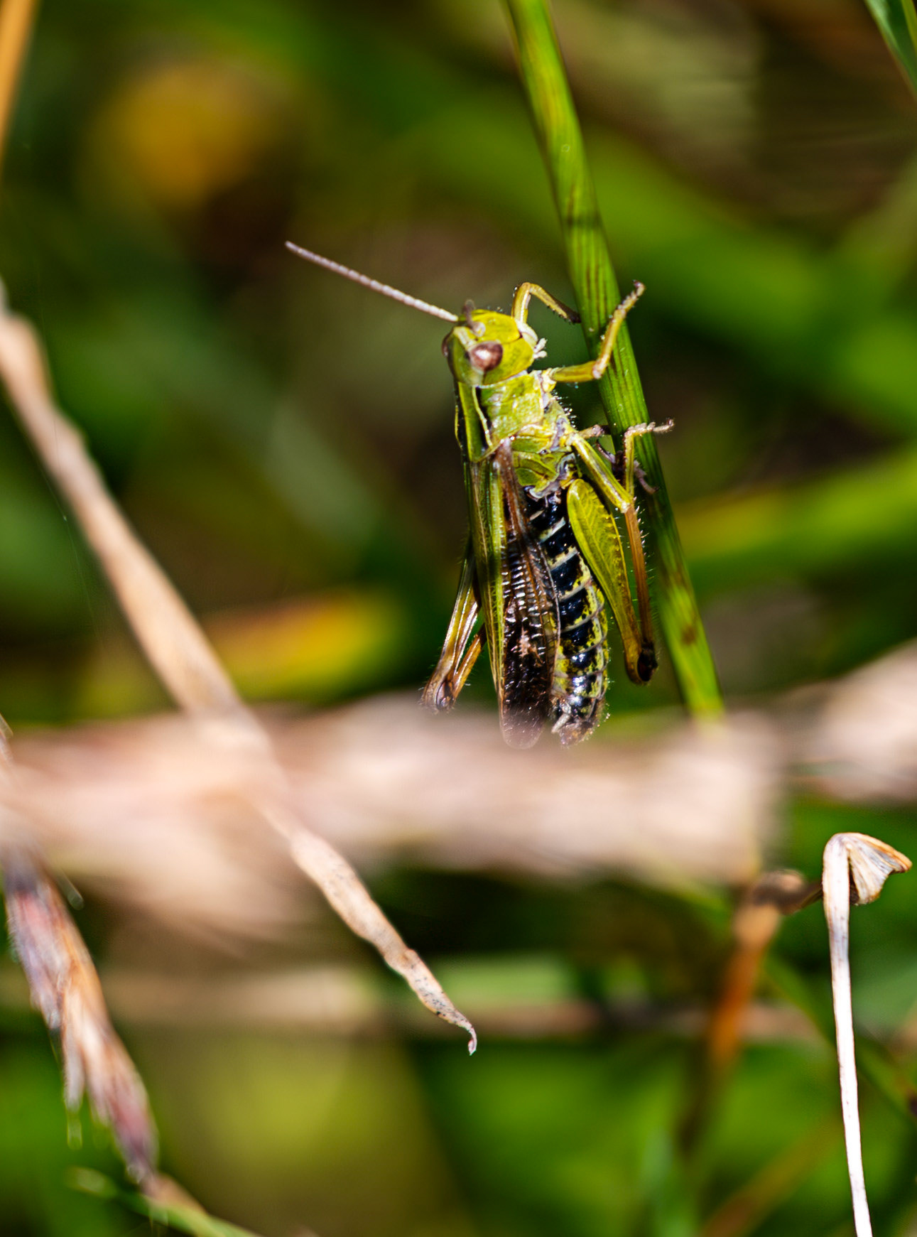 Harperrig 31 July 2024