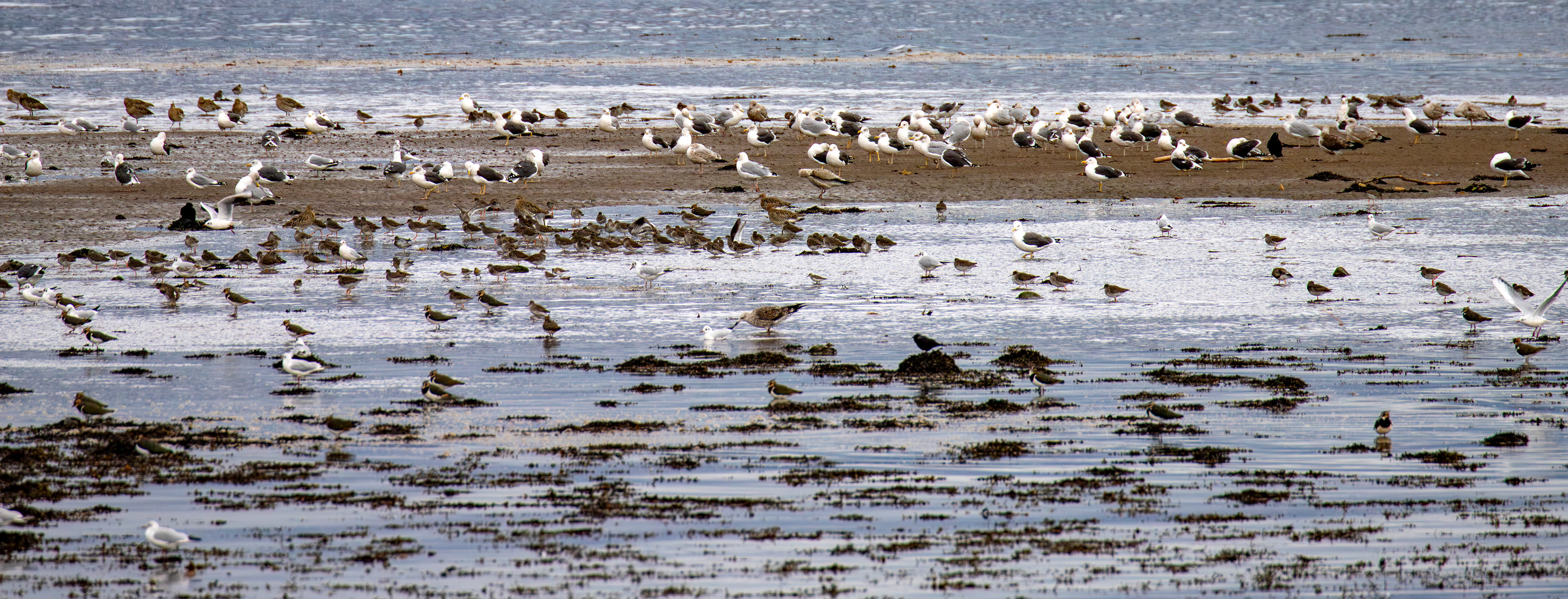 Birthwatching at Cramond 18 October 2024 - Bar Tailed Godwit, Curlew, Herring Gull, Lesser Black-Backed Gull, Black-headed Gull, Lapwing, carrion crow, greenshank, dunlin
