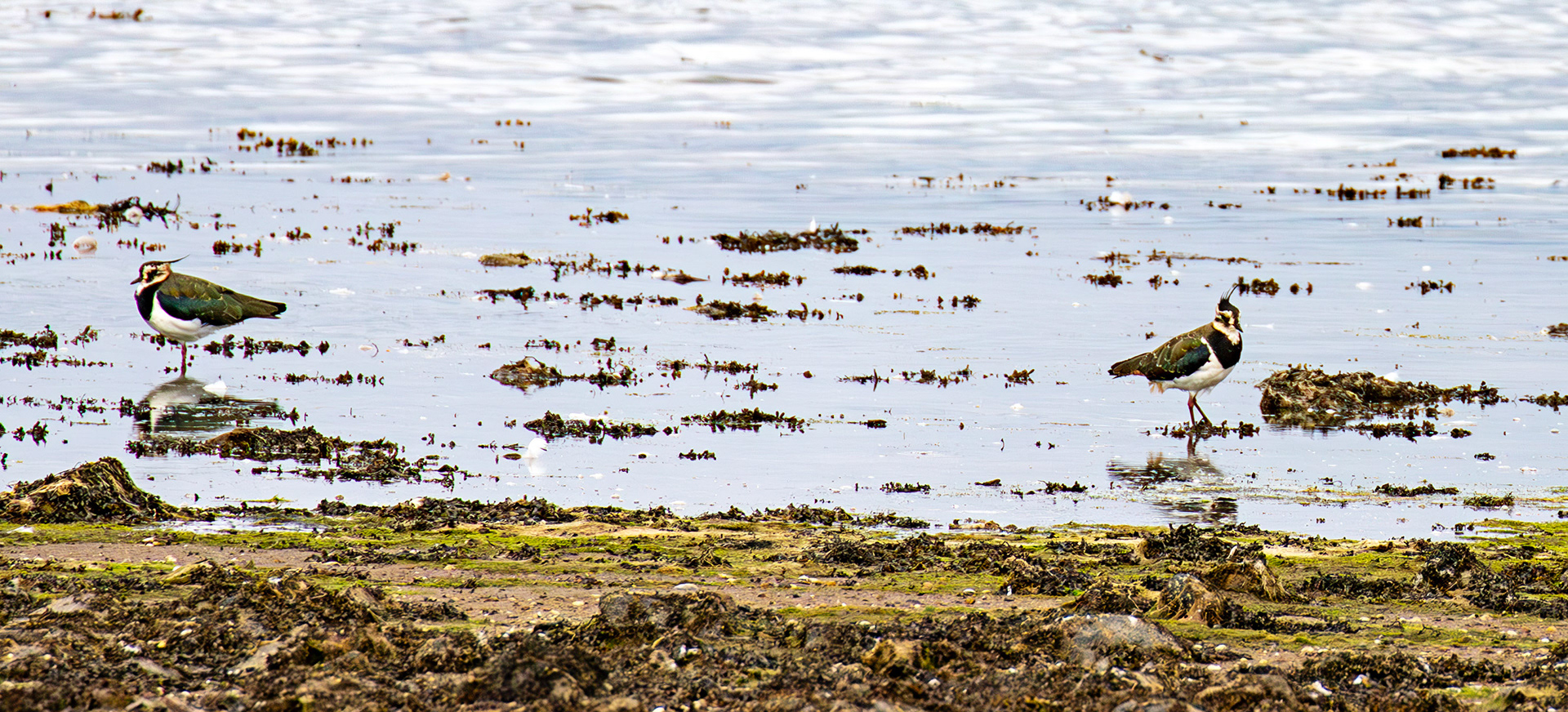 Lapwings - Aberlady Bay 14 Sept 2024