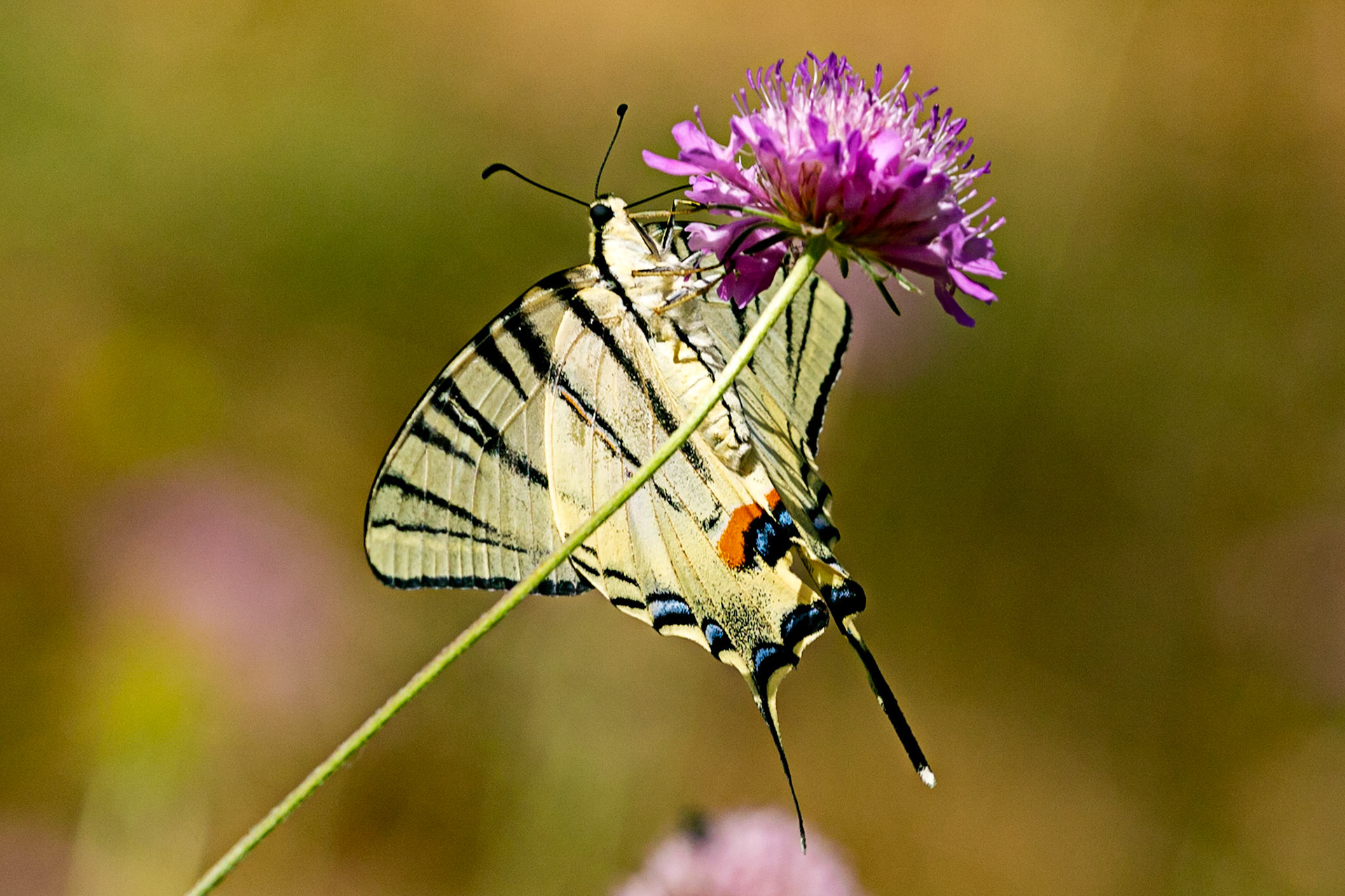 Monteriggioni 22 June 2024