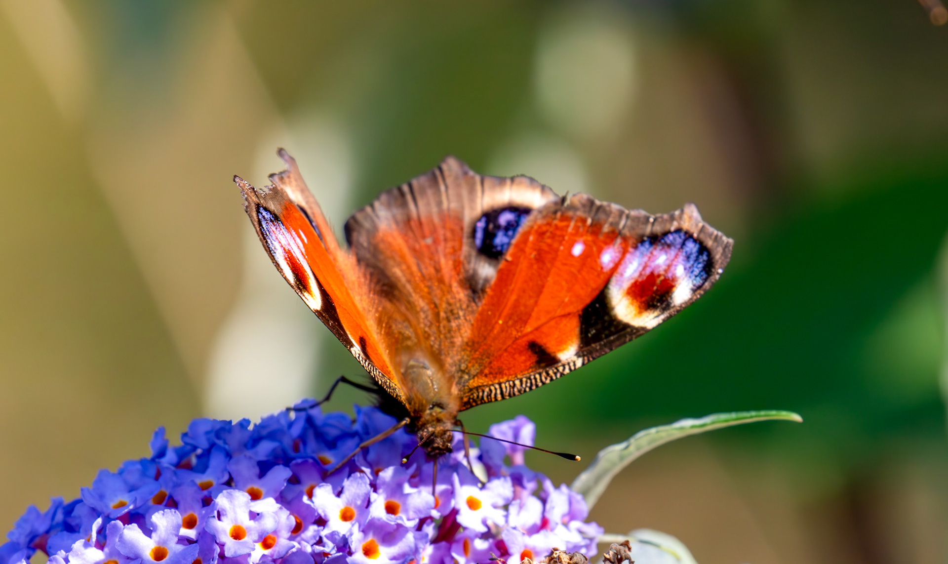 Peacock - RSPB Loch Leven 06 Sept 2024