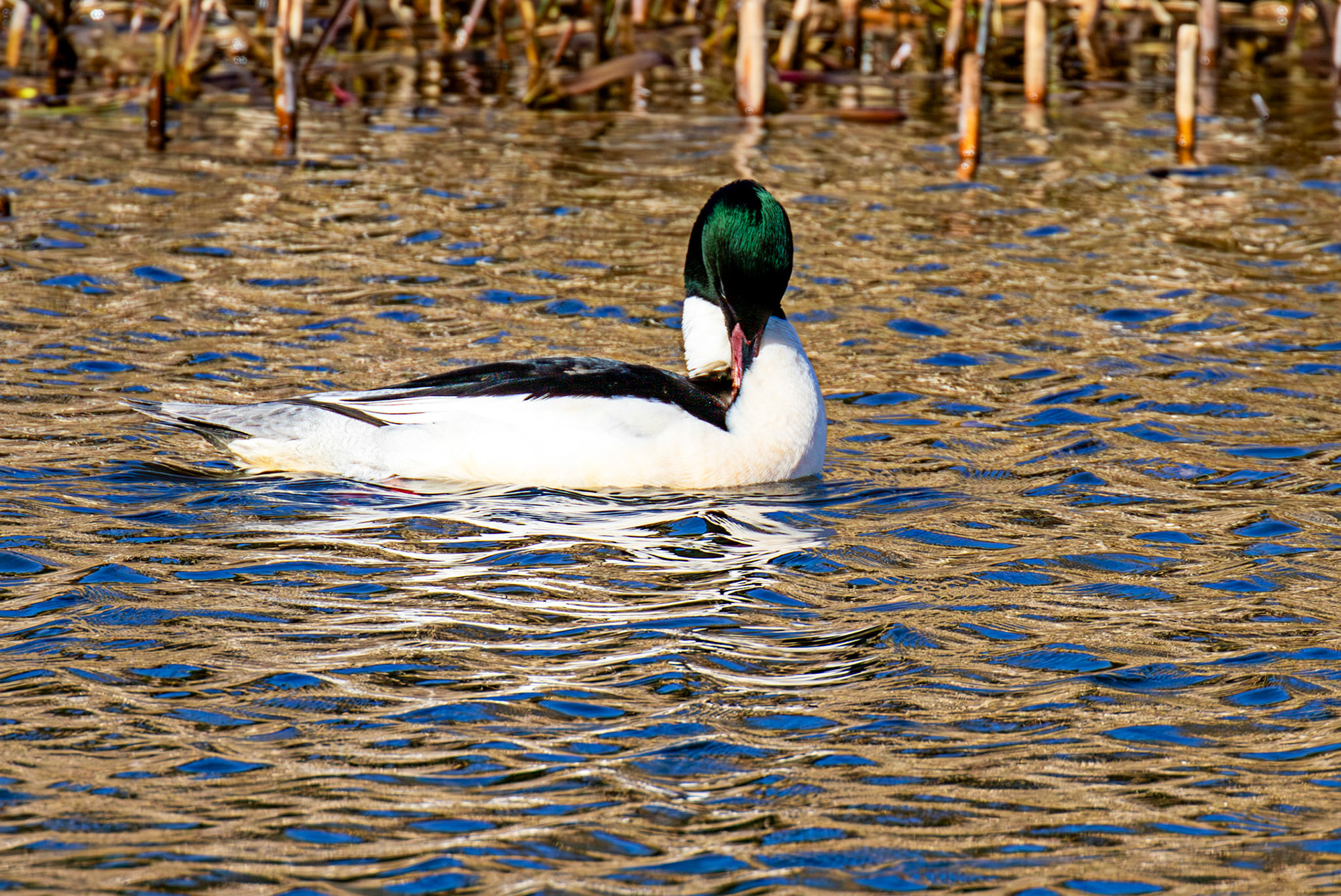 Goosander at Linlithgow Loch 11 March 2026