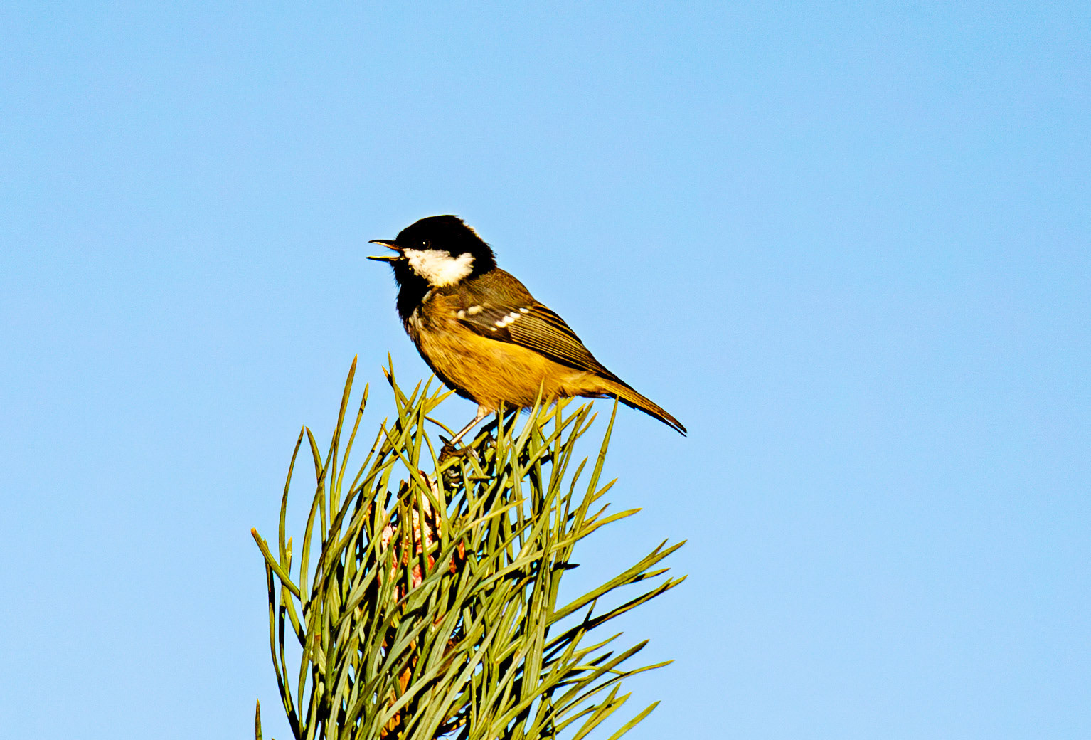 Coal Tit - Harperrig Reservoir 17 September 2024