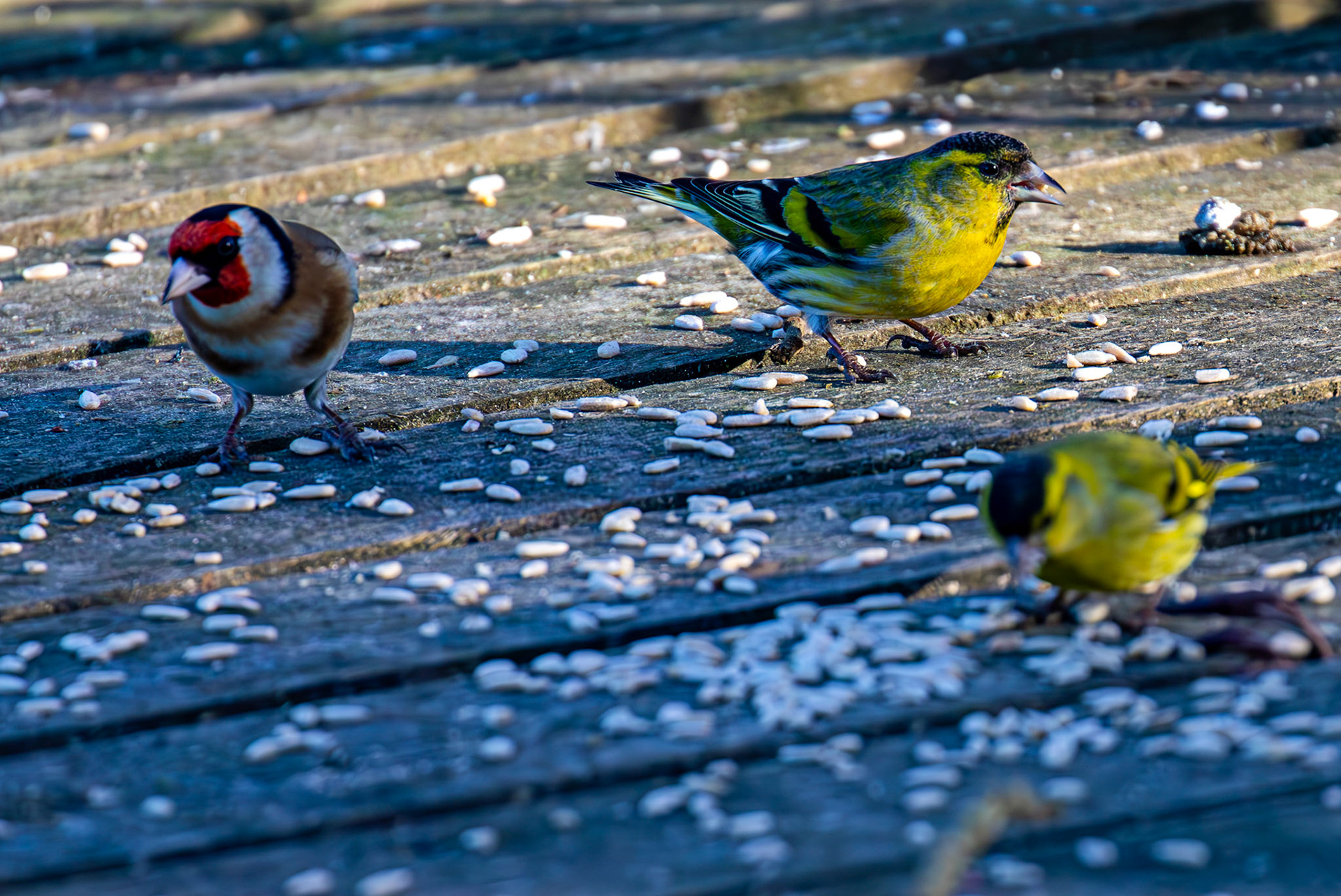 Goldfinch &amp; Siskin at Bavelaw 30 January 2025