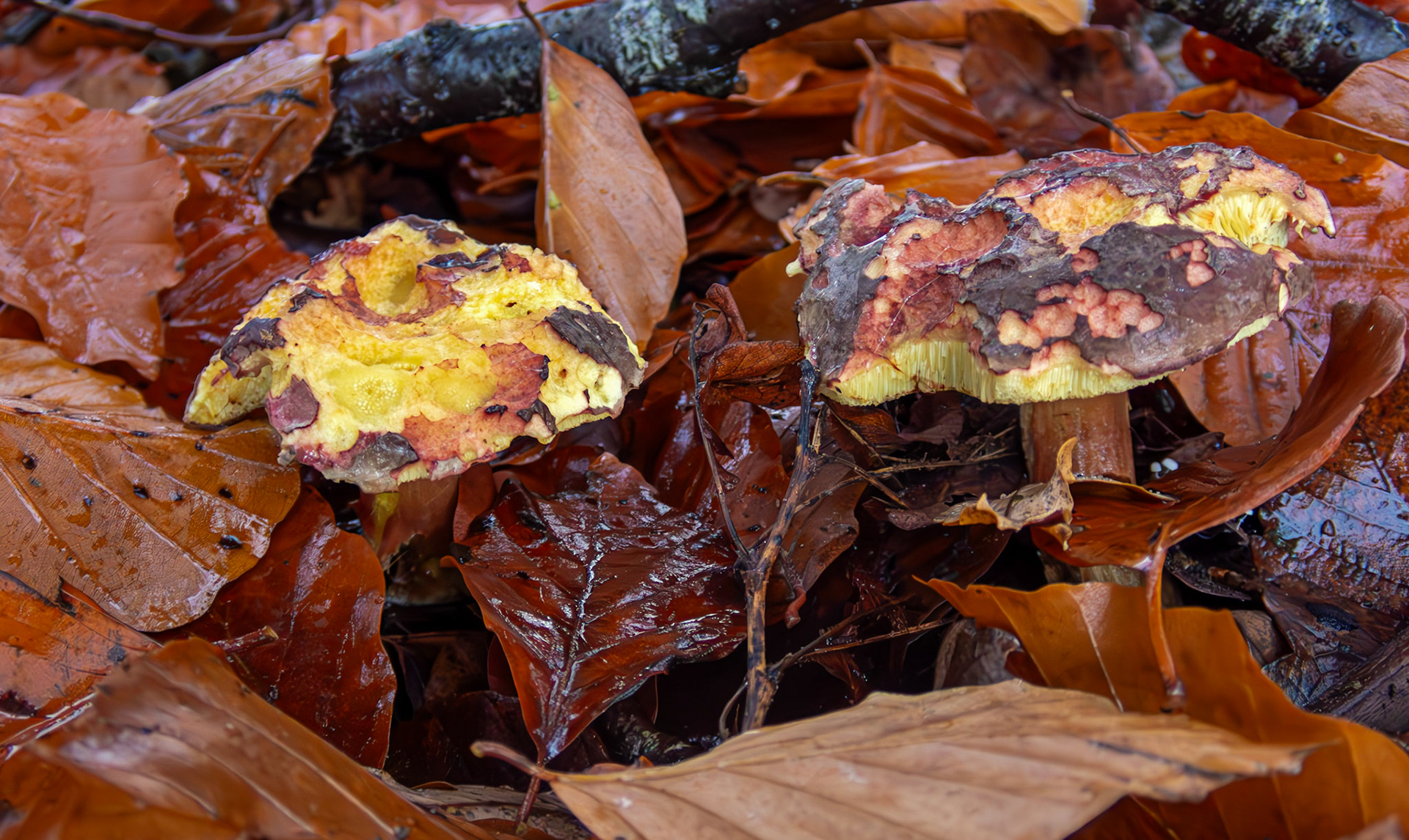 Plums and Custard mushroom (Tricholomopsis rutilans) Deans Woods 08 November 2025