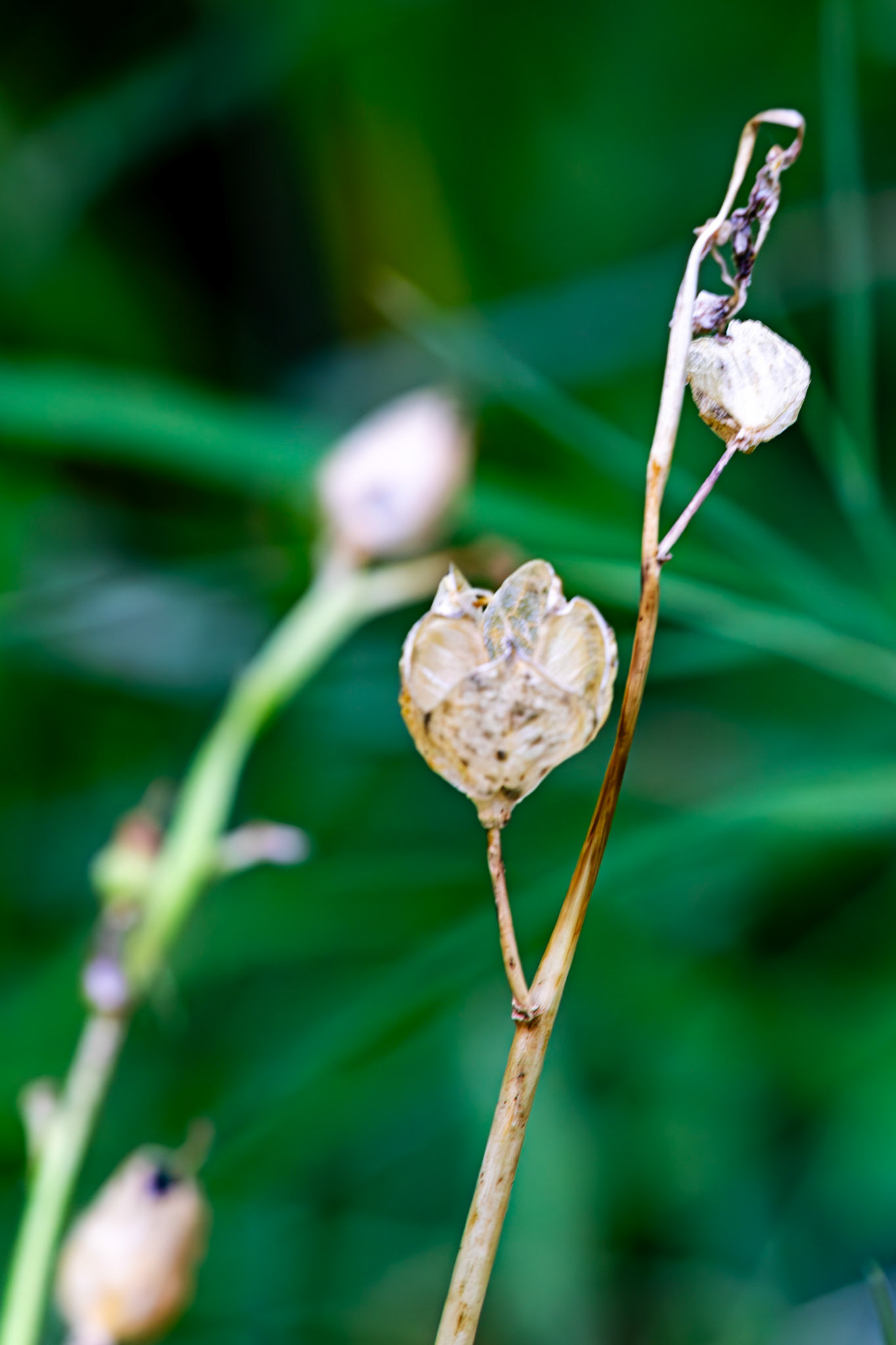 RSPB Loch Lomond 03 August 2024
