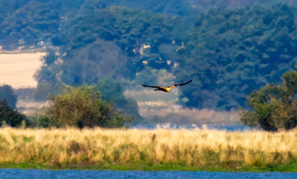 Hen Harrier - RSPB Loch Leven 06 Sept 2024