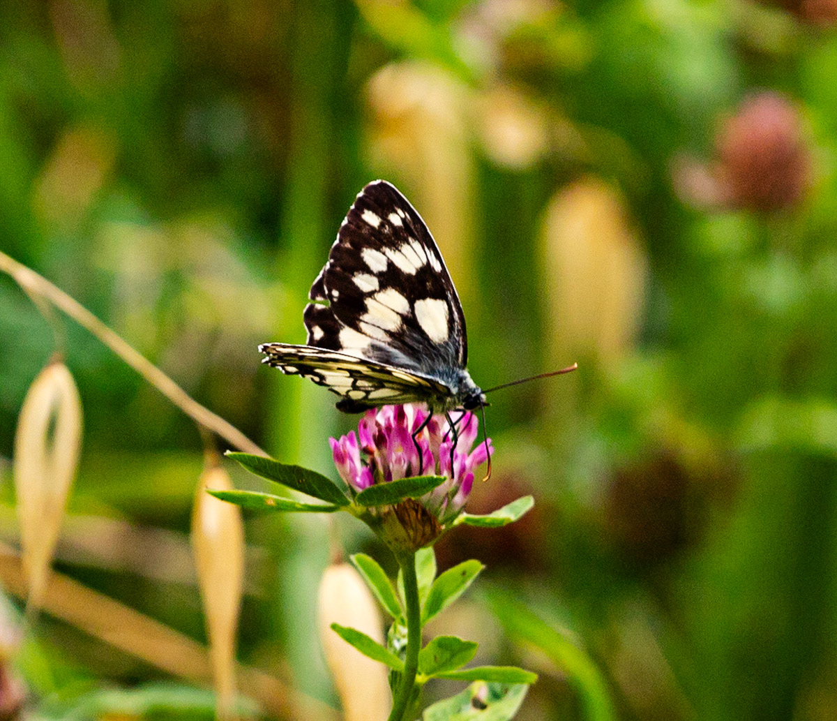 Butterflies in Siena Botanics 19 June 2024