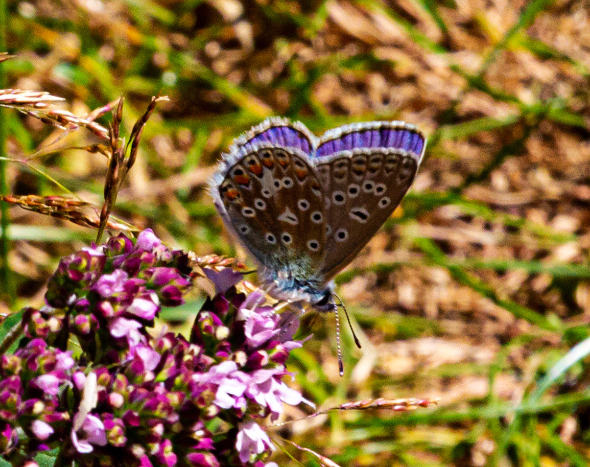 Mottistone IOW 16 July 2022