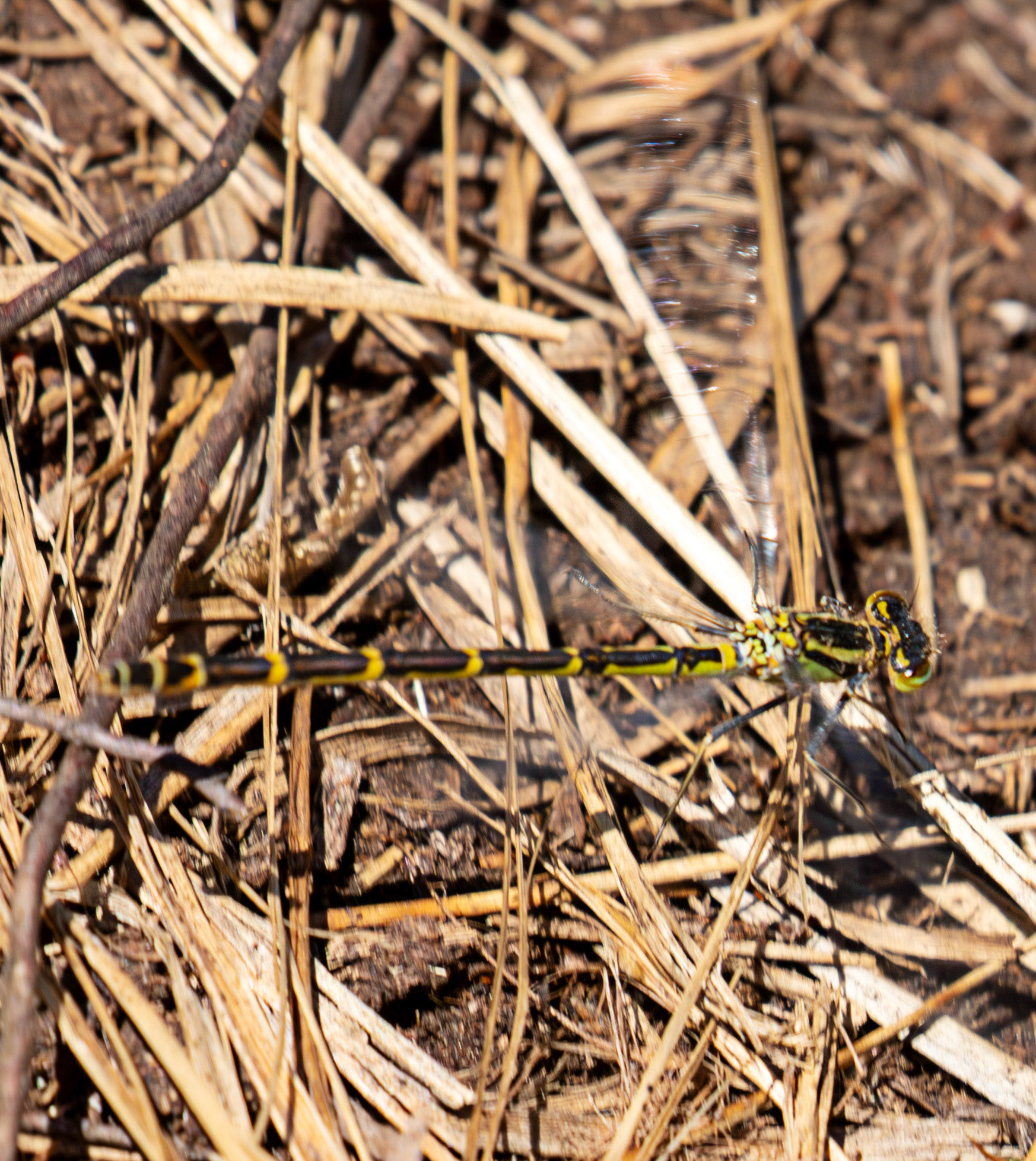 Common Blue Damselfly (Enallagma cyathigerum) - Tailend Moss, Livingston, West Lothian  21 May 2025