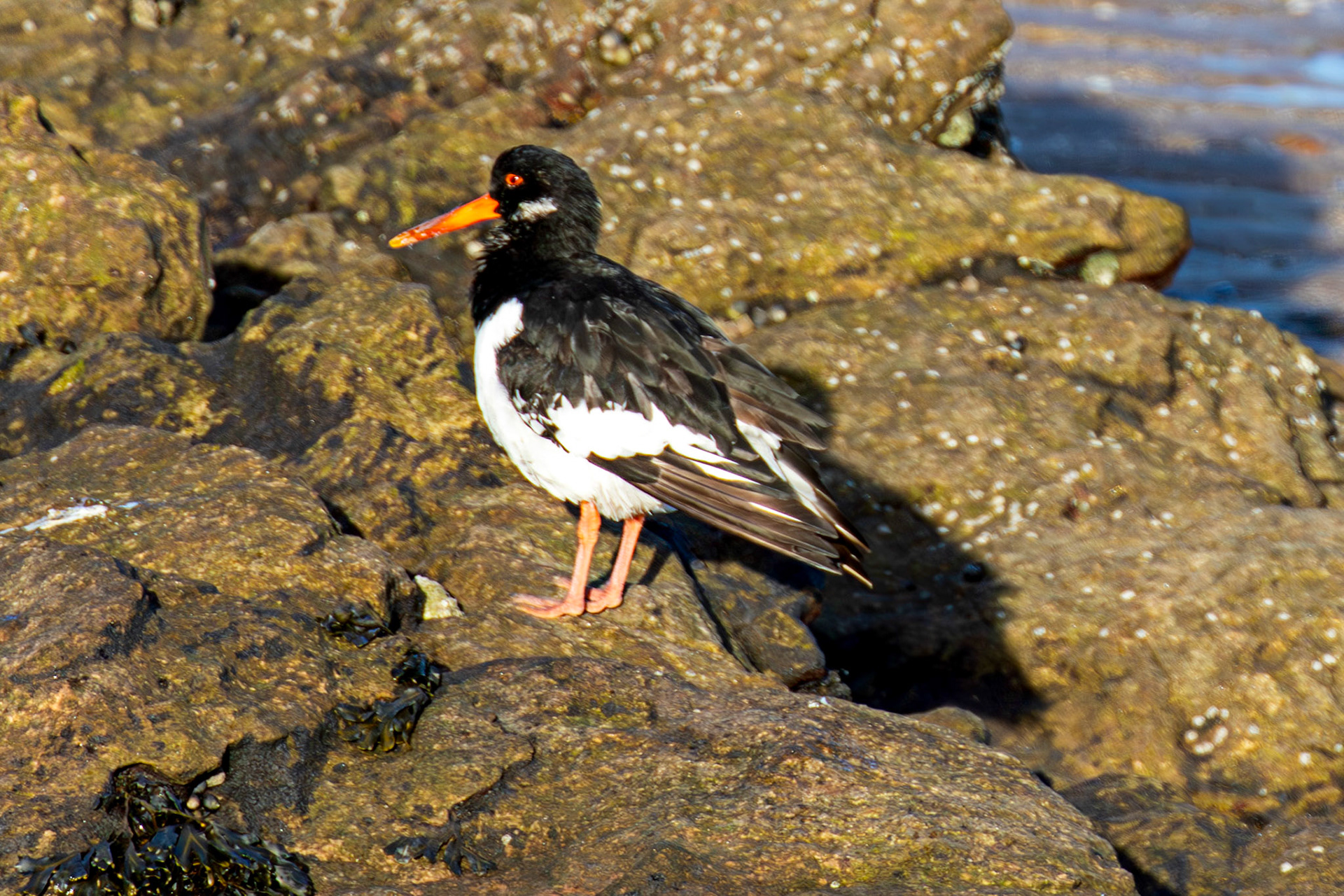 Oystercatcher, Port Seton 18 November 2024