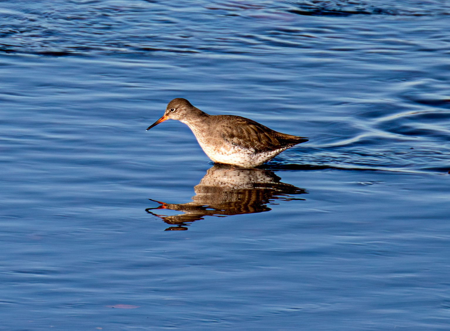 Common Redshank, River Esk Musselburgh 18 November 2024