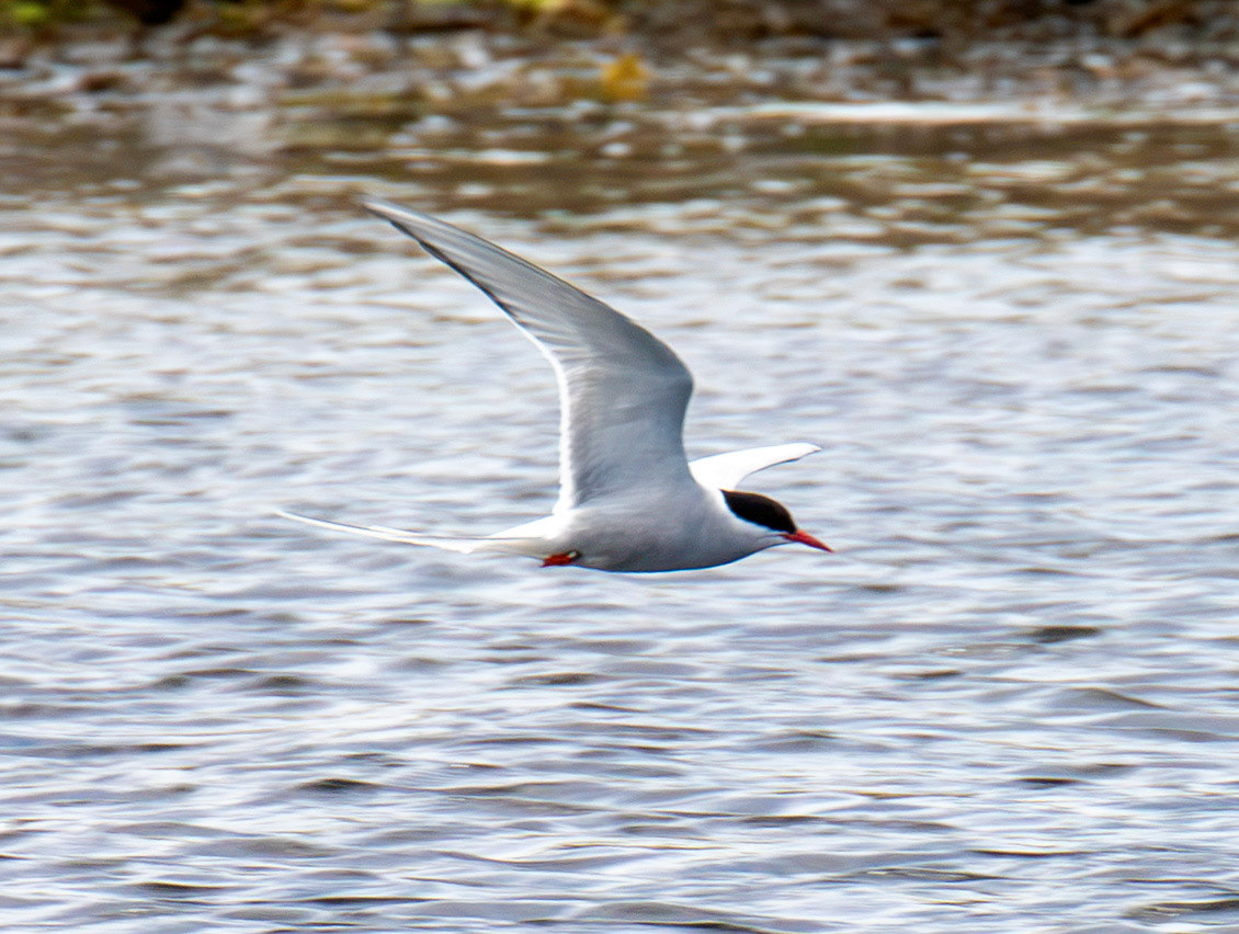 Arctic Tern - Farne Islands 03 July 2026